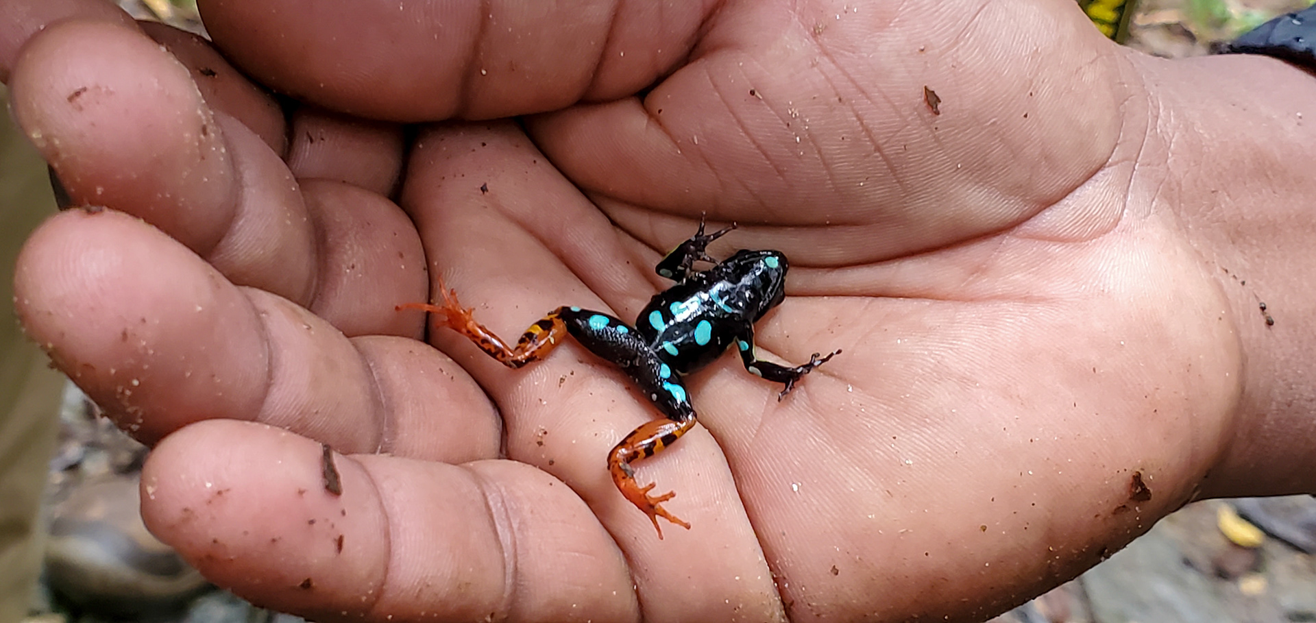 Apparently there not that toxic! Our guide proceeded to pick up the frog and show us its underside!