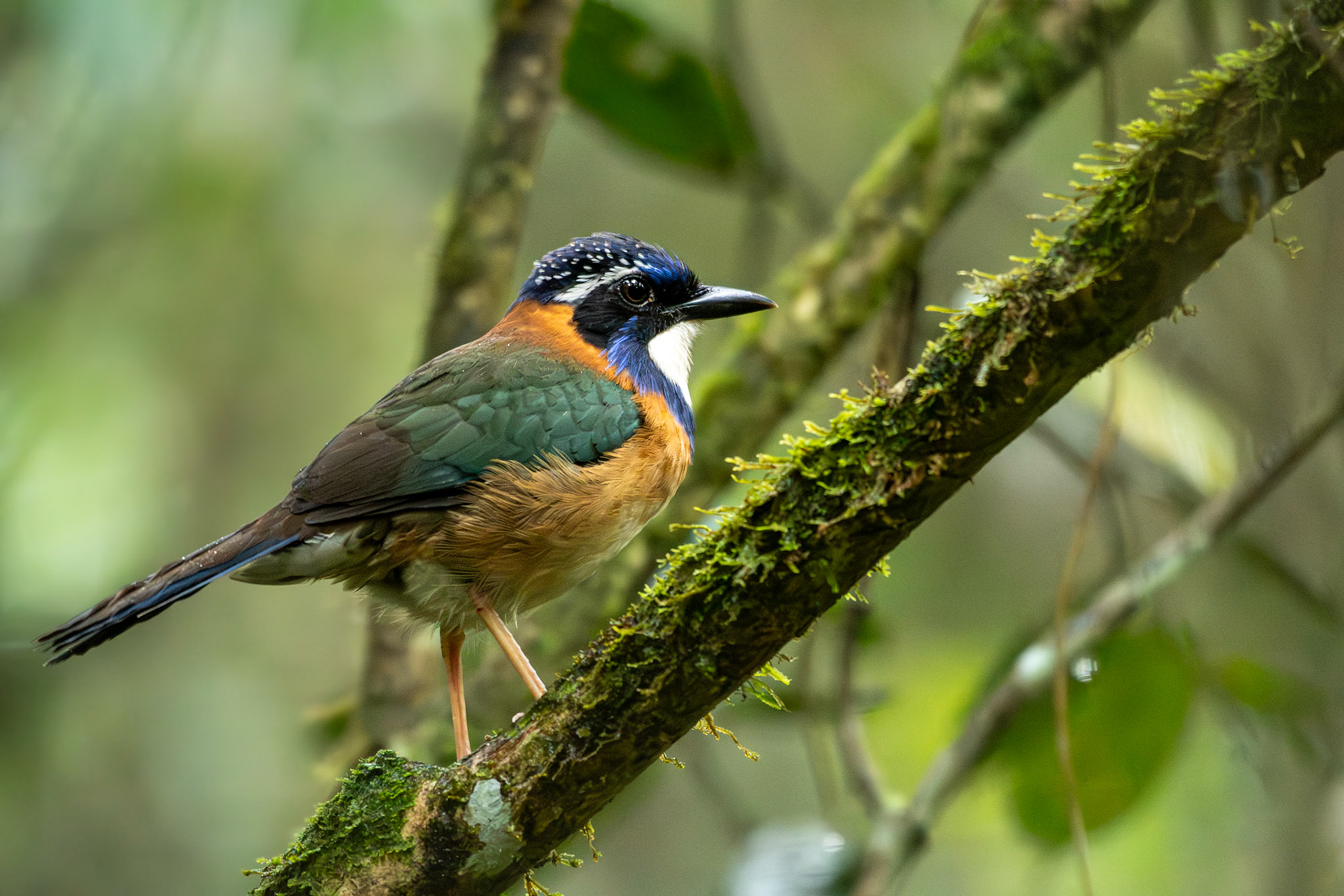 A Pitta-like Ground-Roller (Atelornis pittoides)! Ground-Rollers form a family of  birds only found in Madagascar, and this is arguable the most spectacular looking. The green, rufous, blue,  white, and spangles behind the eye...oh my!