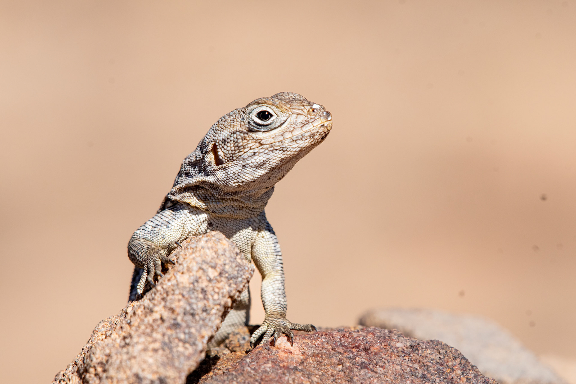 Unlike the iguanids, Madagascar's swifts are found only in dry habitats, not in rainforest. Recently Madagascar swifts were moved from Igaunidae, to their own regionally endemic family, the Opluridae. Pictured is a Merrem's Swift.