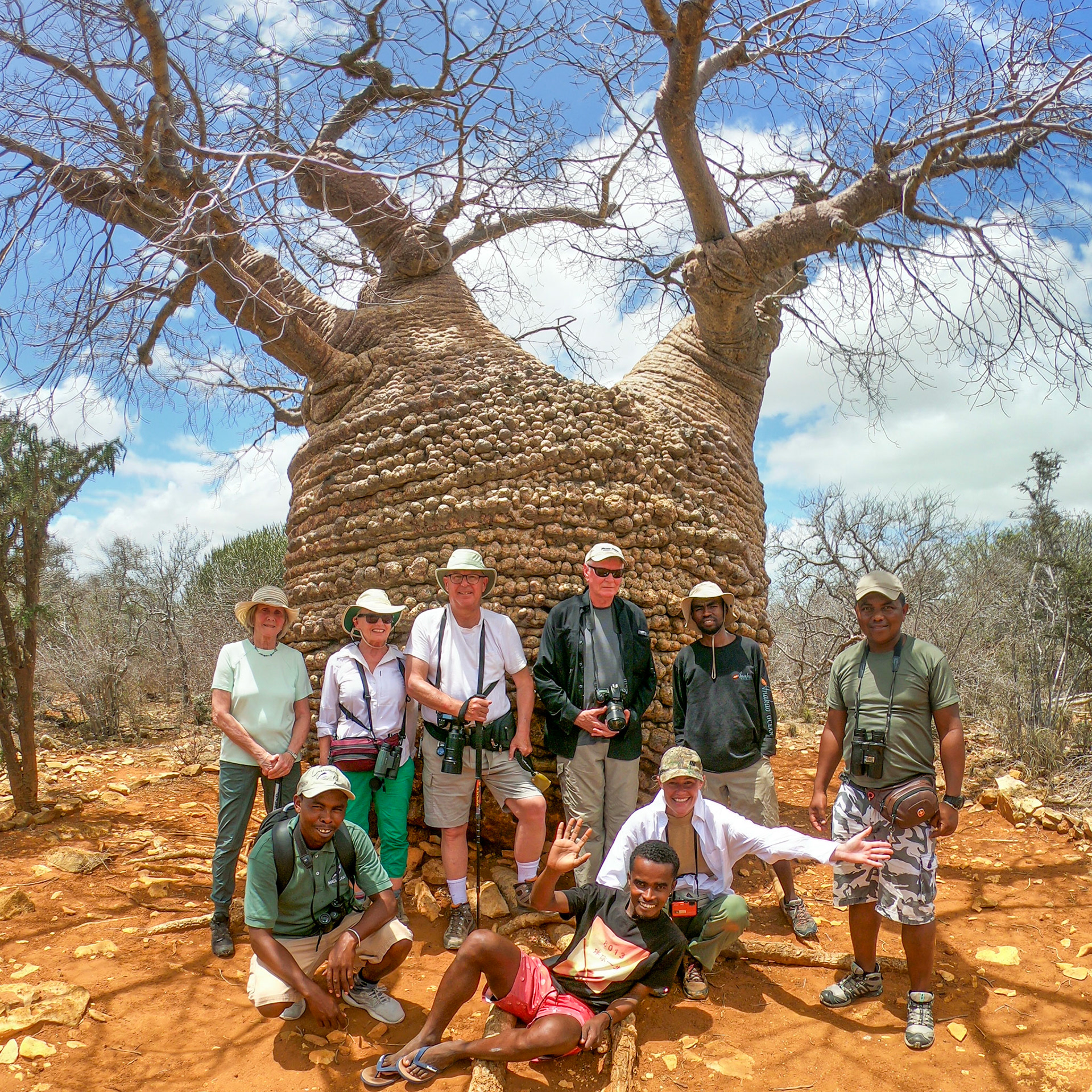  Dating baobabs can be difficult to age accurately. 