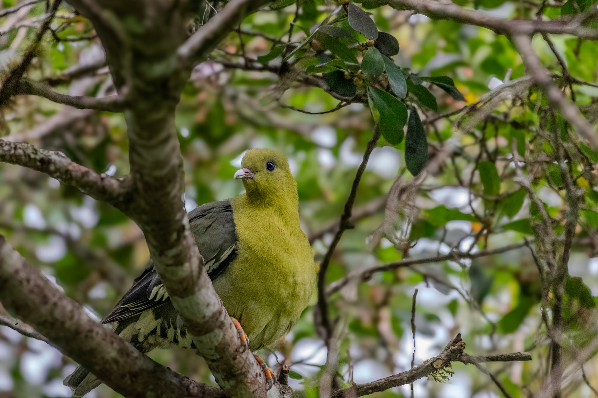Madagascar Green Pigeon (Treron australis) looks pretty similar to the African Green Pigeon but of course, only found in Madagascar. We had a saying on tour, when in doubt when you see a species, just add Madagascar to the front and you'll probably be right. 