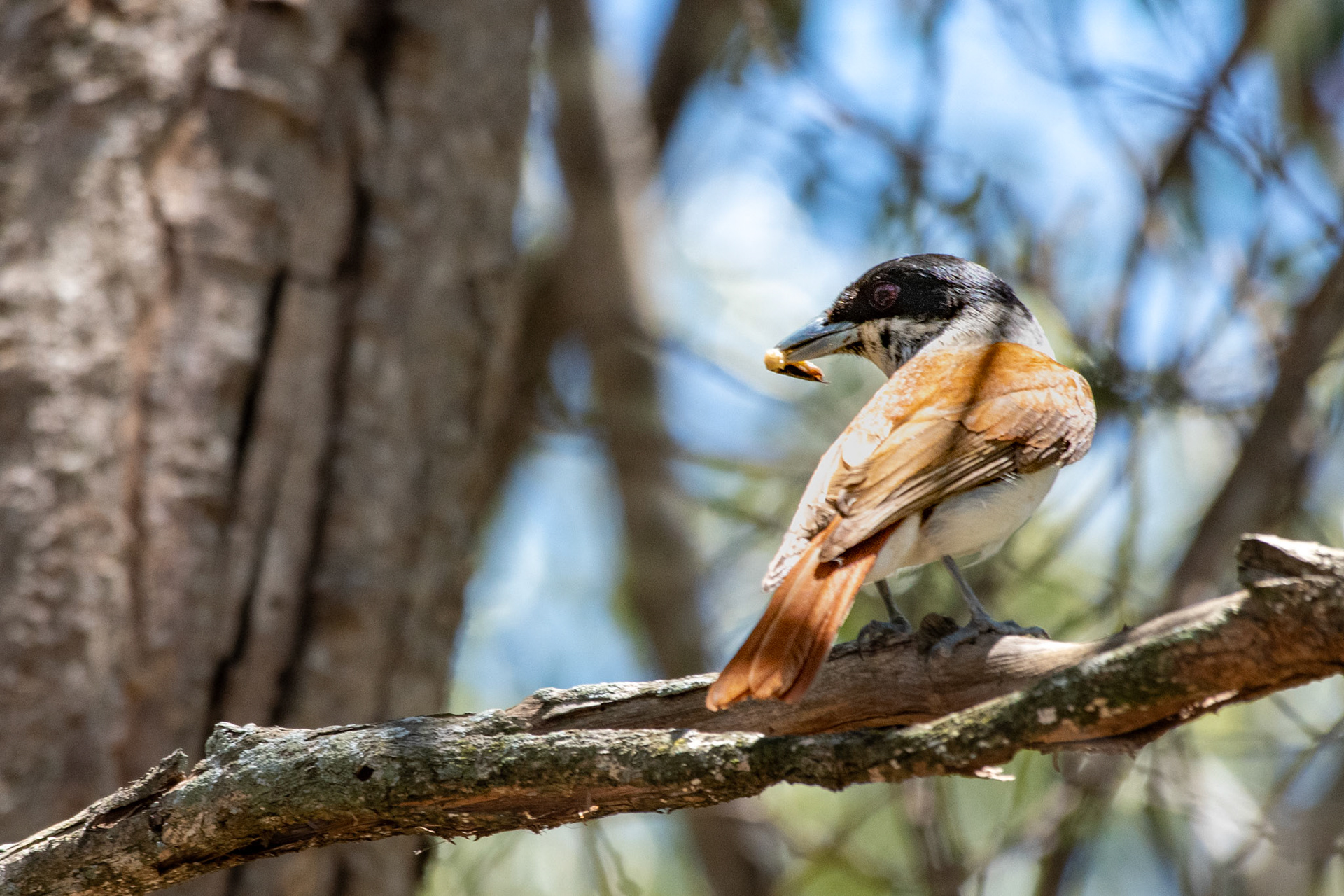 Rufous Vanga (Schetba rufa) with food for...