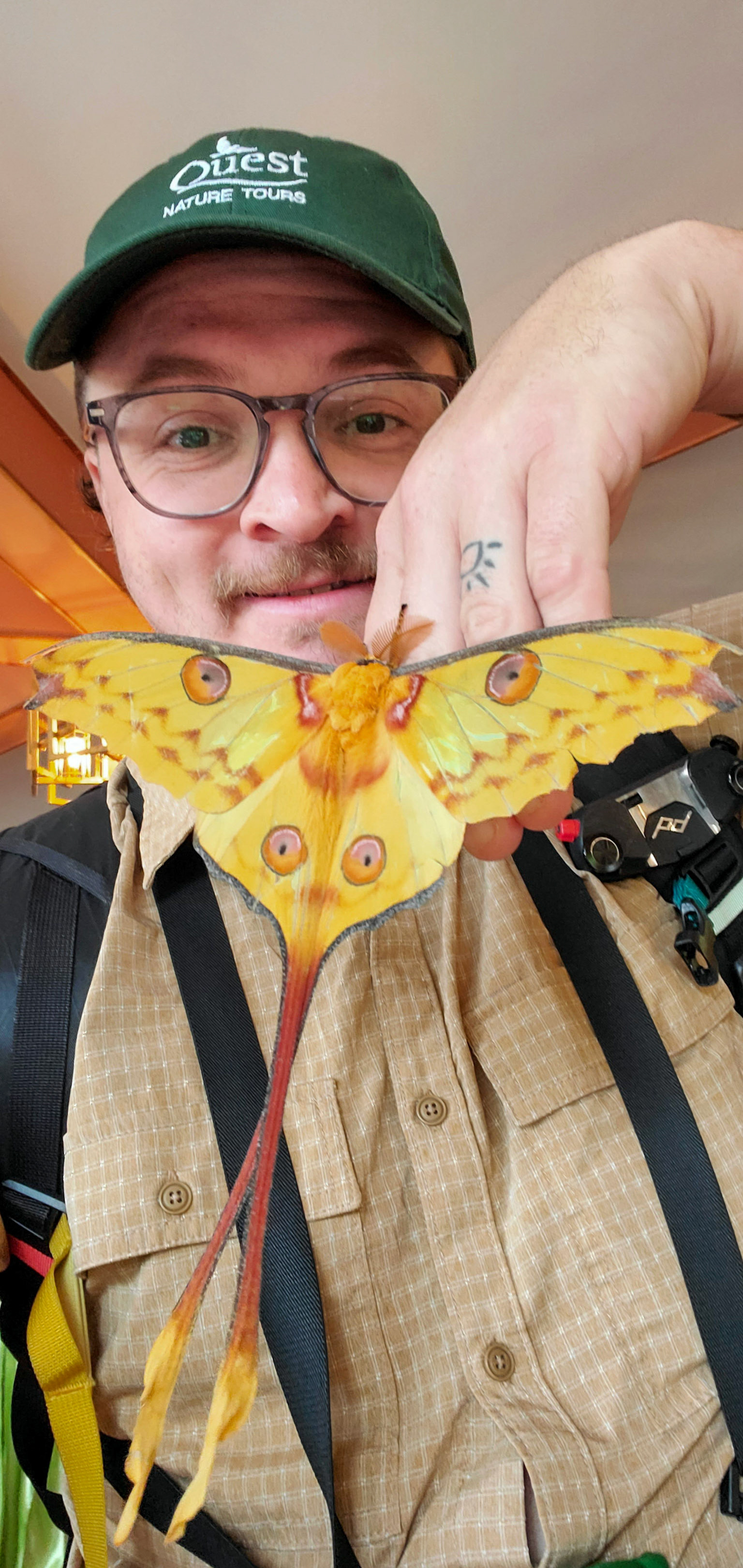 Adorned with eye spots and equipped with long-tails, this moth hopes to deflect attacks from birds and bats away from it's head and body. This one was in pretty good condition, just a little damage to the tips of its forewings, possibly from a recent attack. 