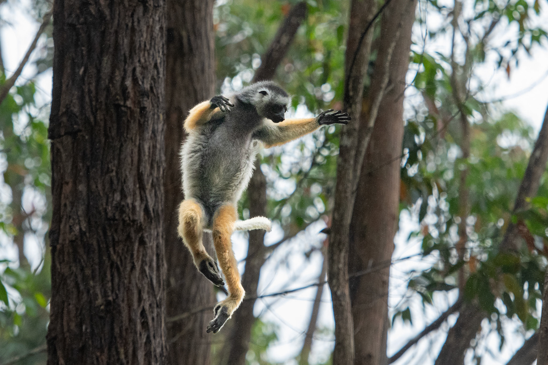 Leapin' Lemur! Lemur Island (captive) Diademed Sifaka