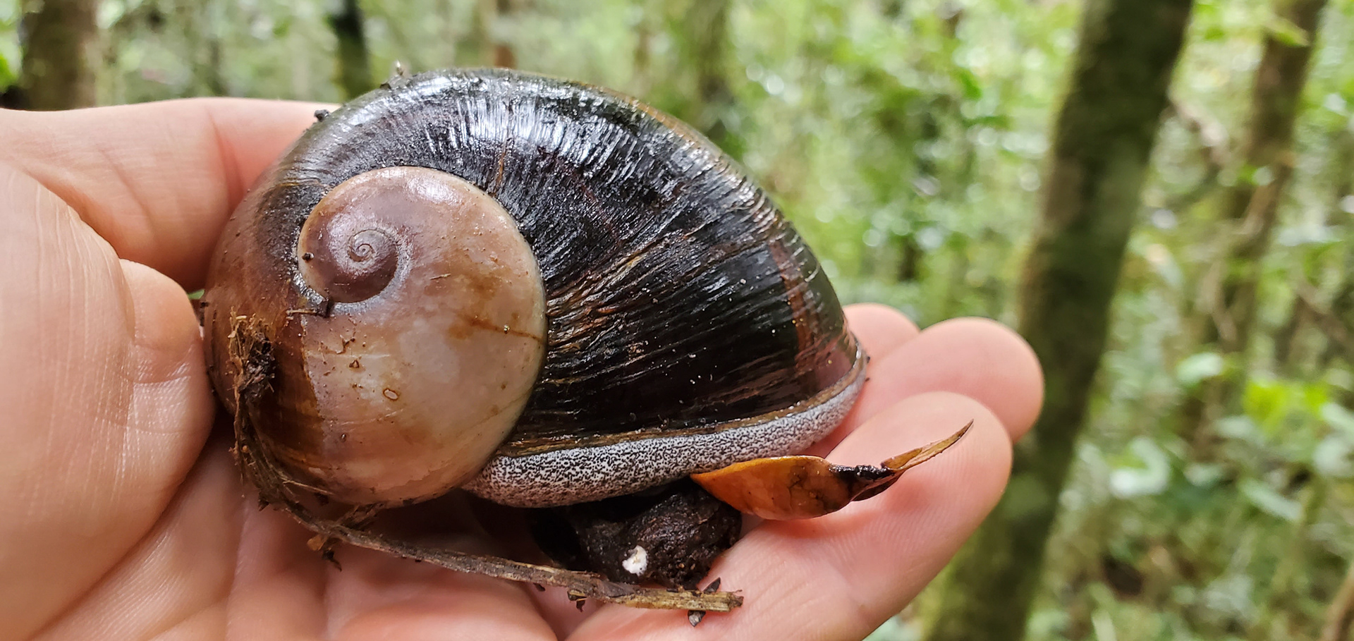 We saw a few rather large snails (Helicophanta sp.) while in the rainforest