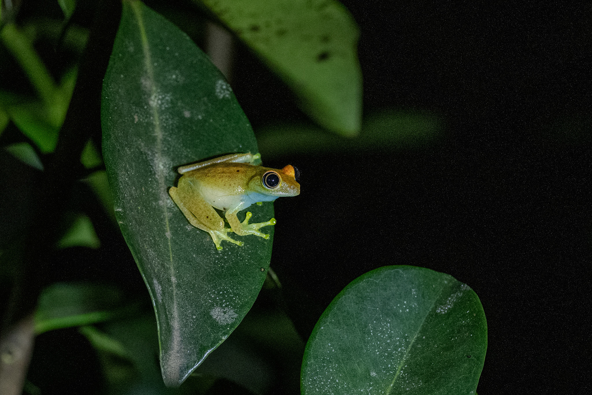 The saying goes Bright-Eyed and Slippery-Skinned right? Here's a Green Bright-Eyed Frog (Boophis viridis) looking alert and happy to start the night. Maybe he'll get lucky and call in a female. 