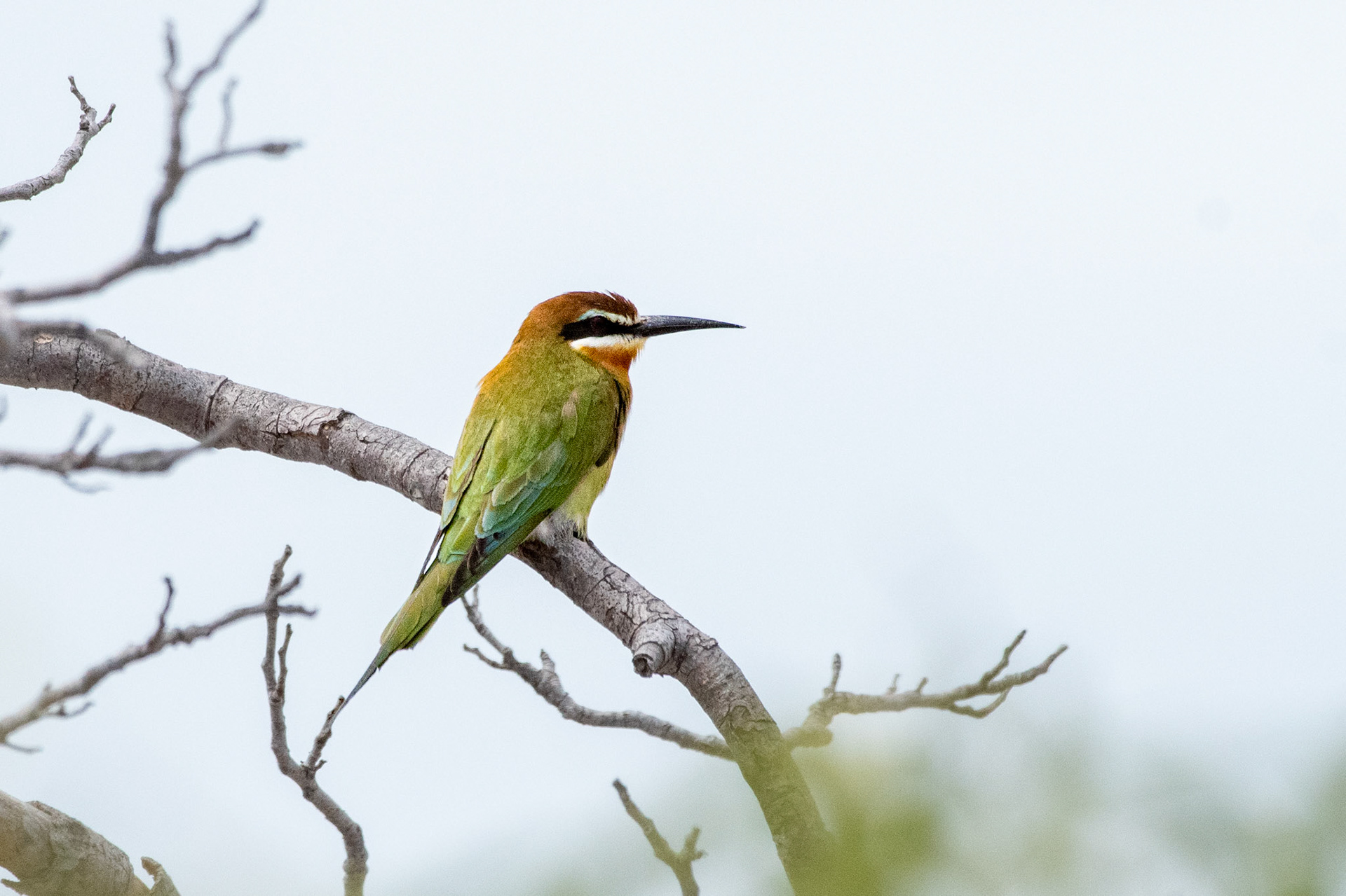 Madagascar Bee-eater