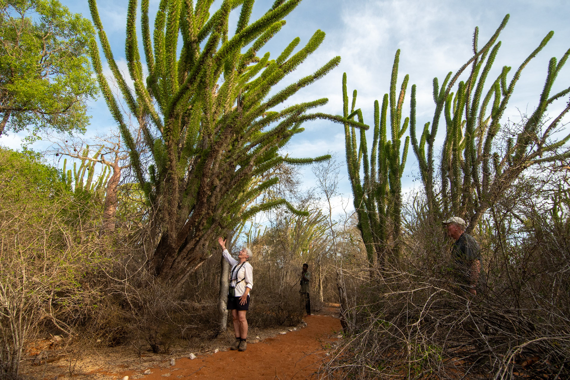 Octopus Trees (Didiereoideae spp.) with their succulent leaves and spiny trucks exhibit some of the adaptations necessary for survival here. 