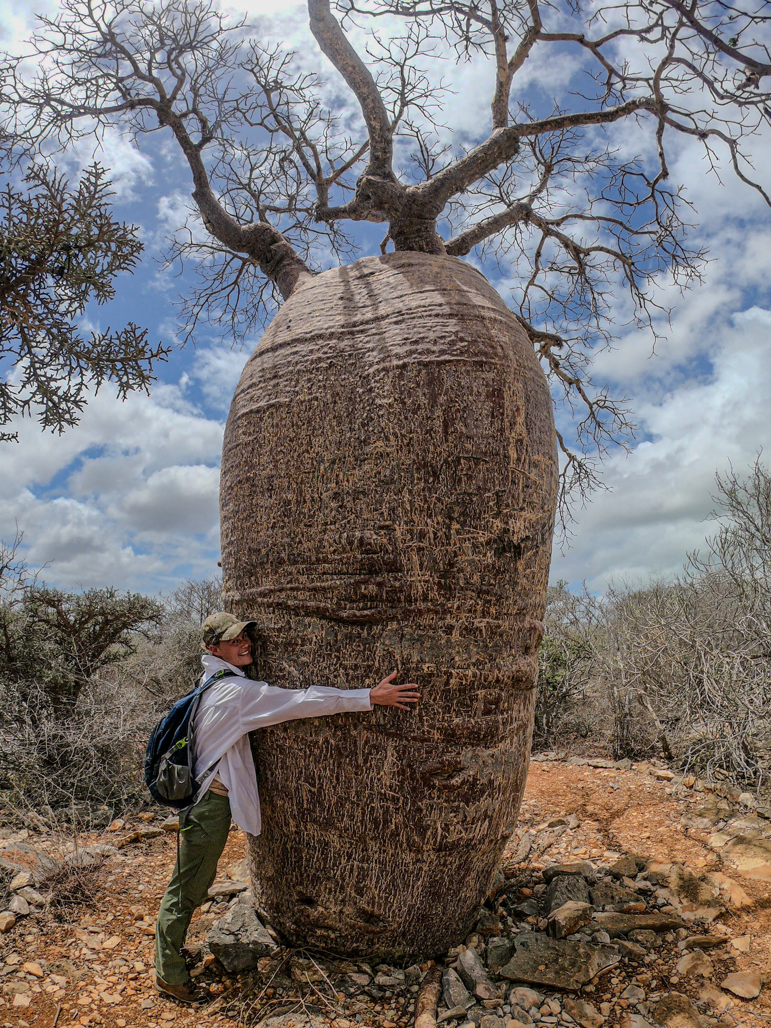 Big hug for the bottled-shaped Bozy (Adansonia rubrostipa). Although it was long assumed that baobabs store water in their trucks for use during drought, recent research indicates they actually store this water for structural stability.  