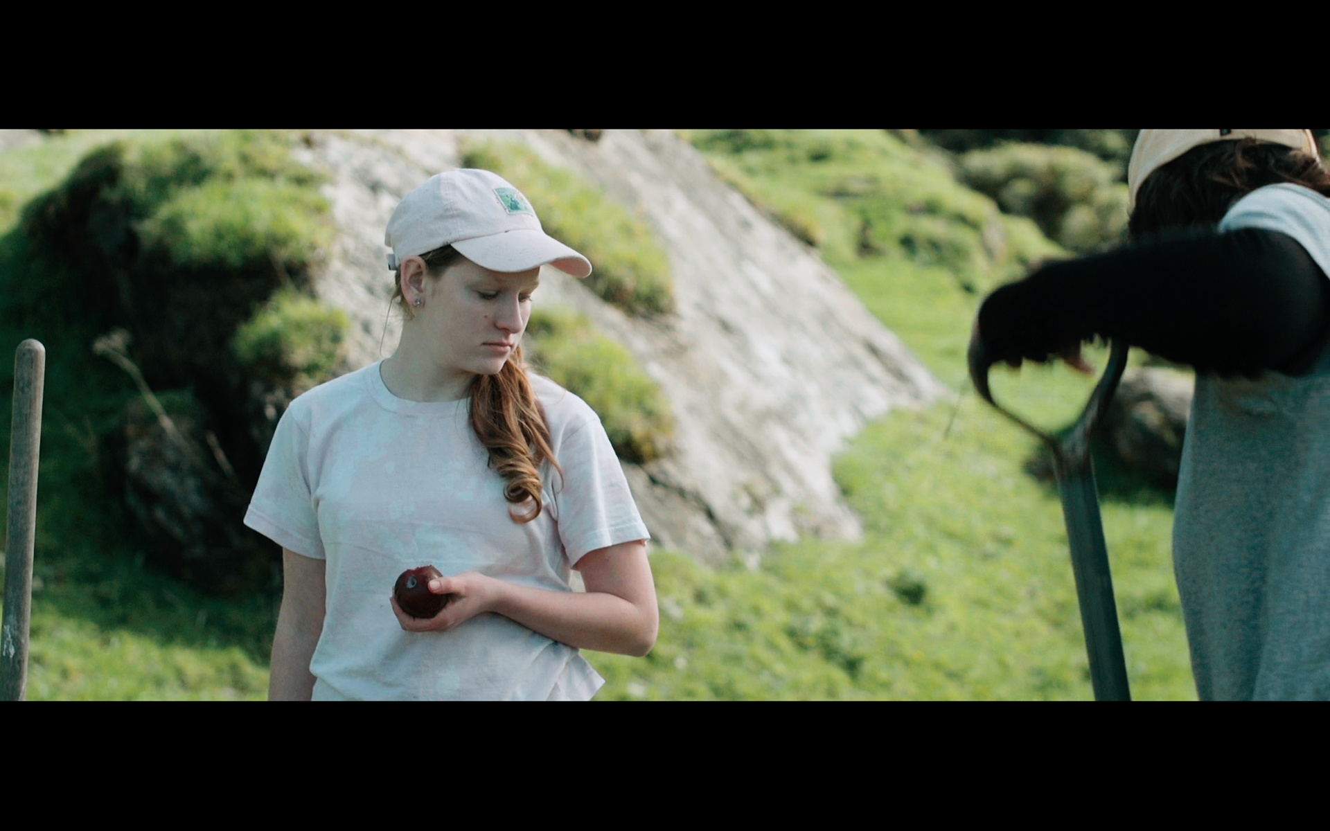 DOP season of the plum