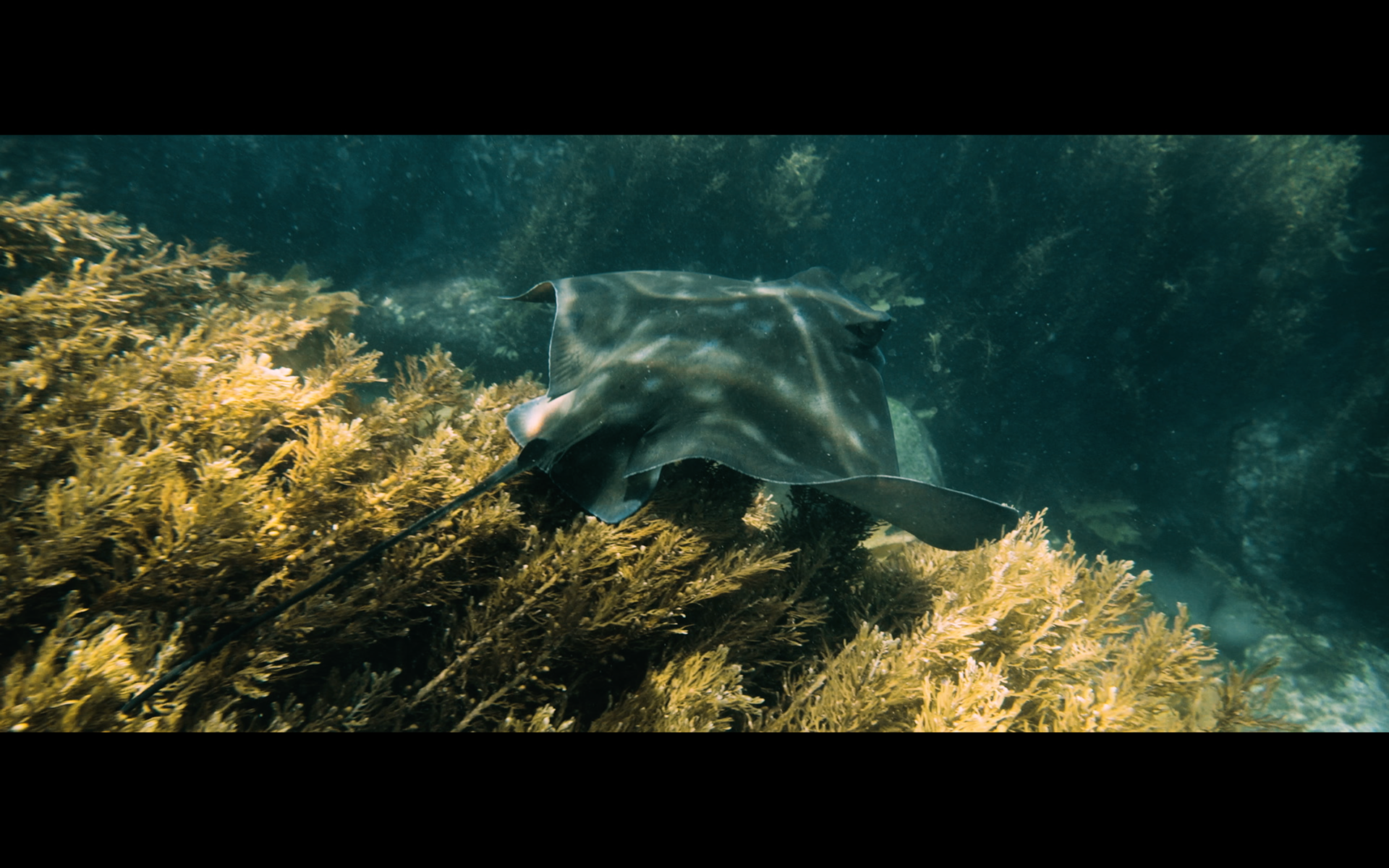 Wettie underwater footage