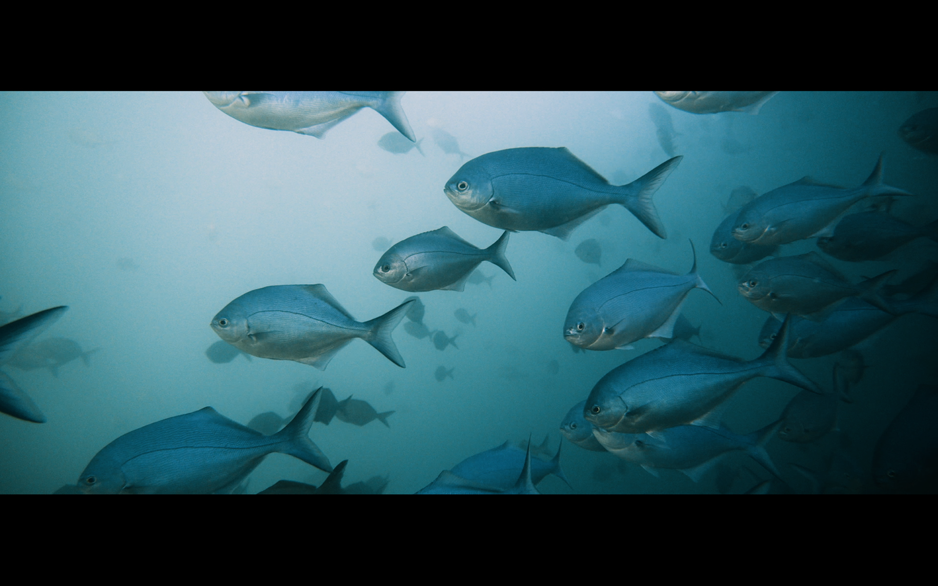 Wettie underwater footage