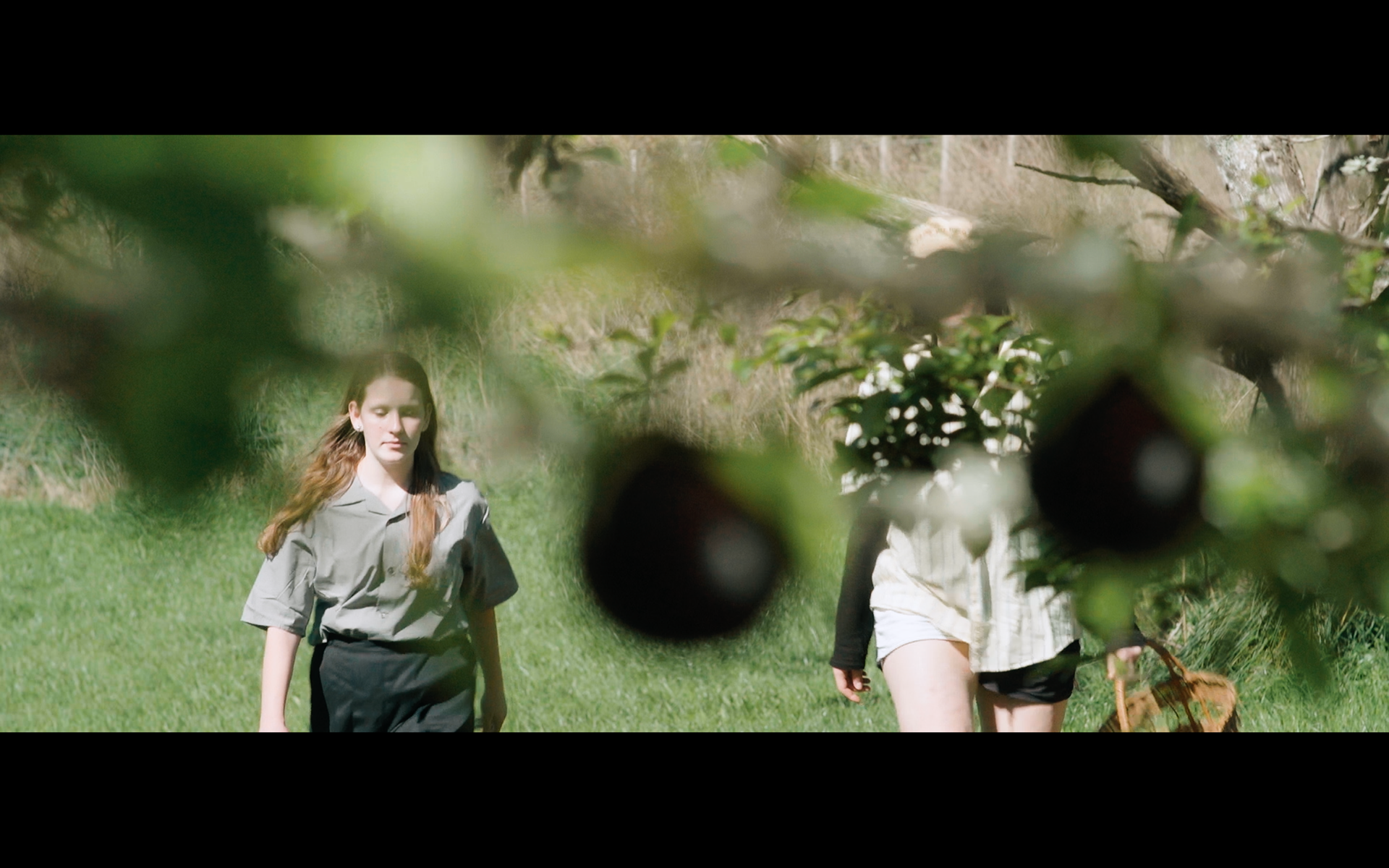 DOP season of the plum