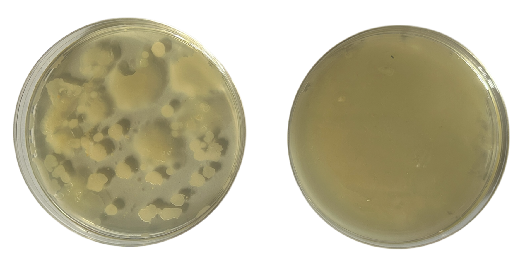 Potato Dextrose Agar