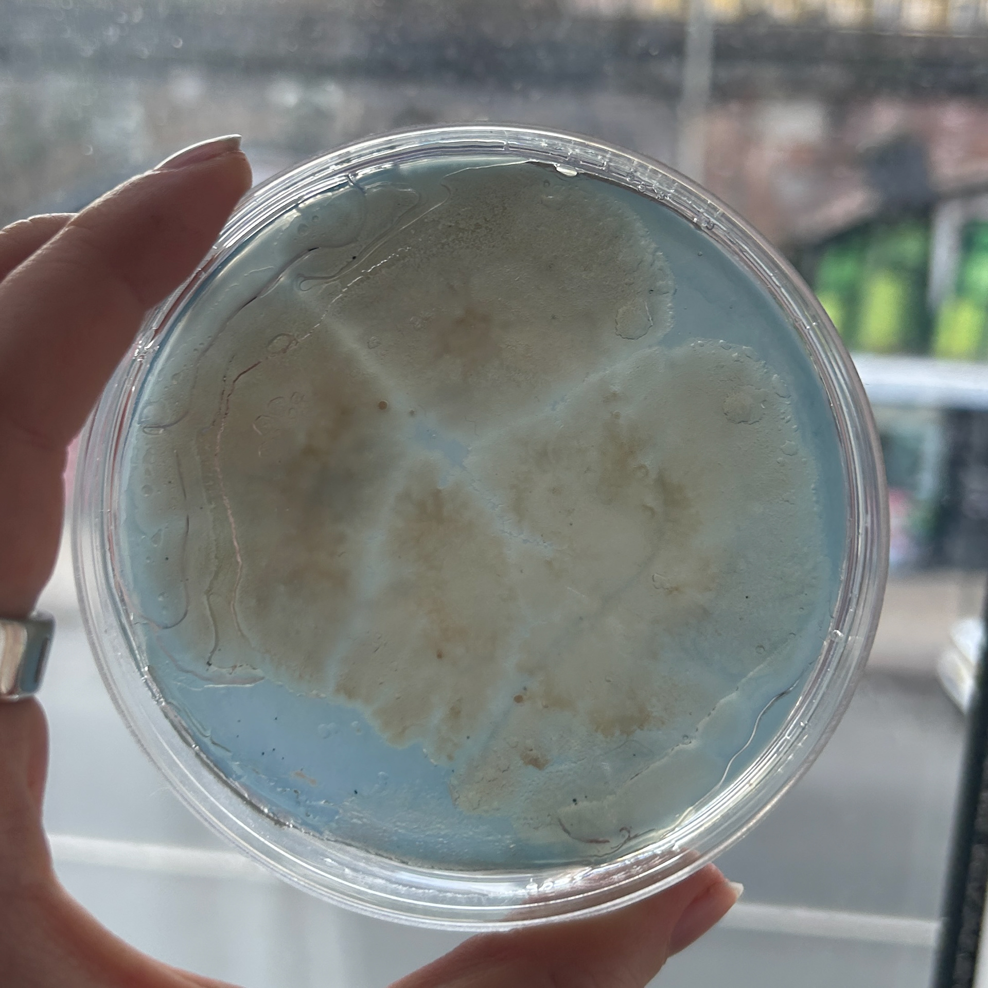 Pressing my jewellery into the agar