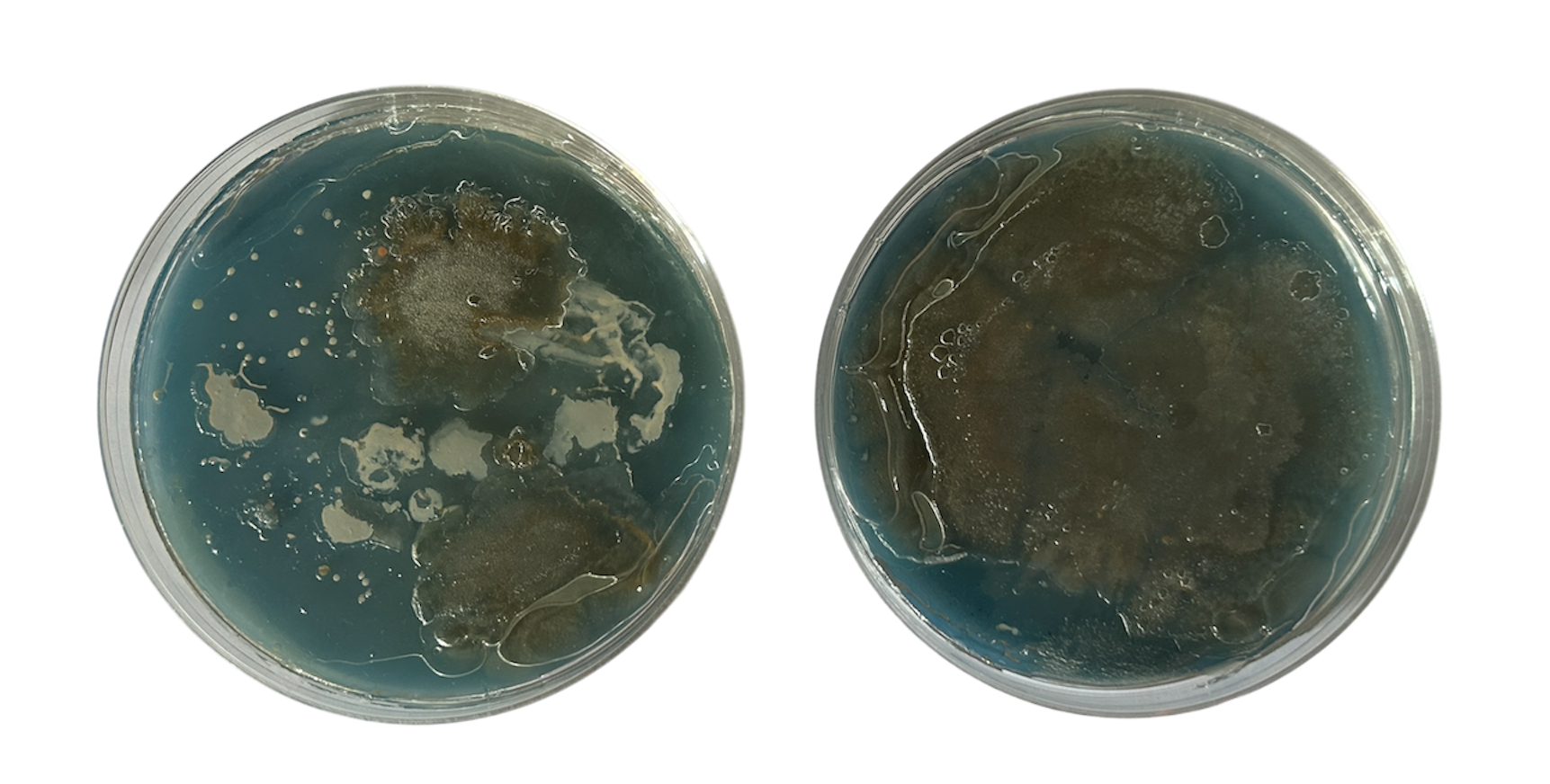 Potato Dextrose Agar