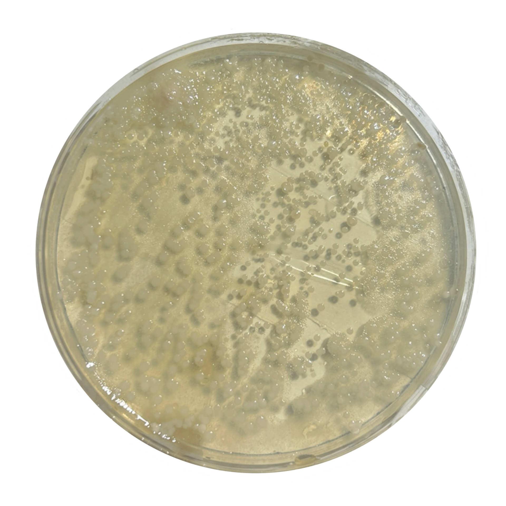 My Bacteria