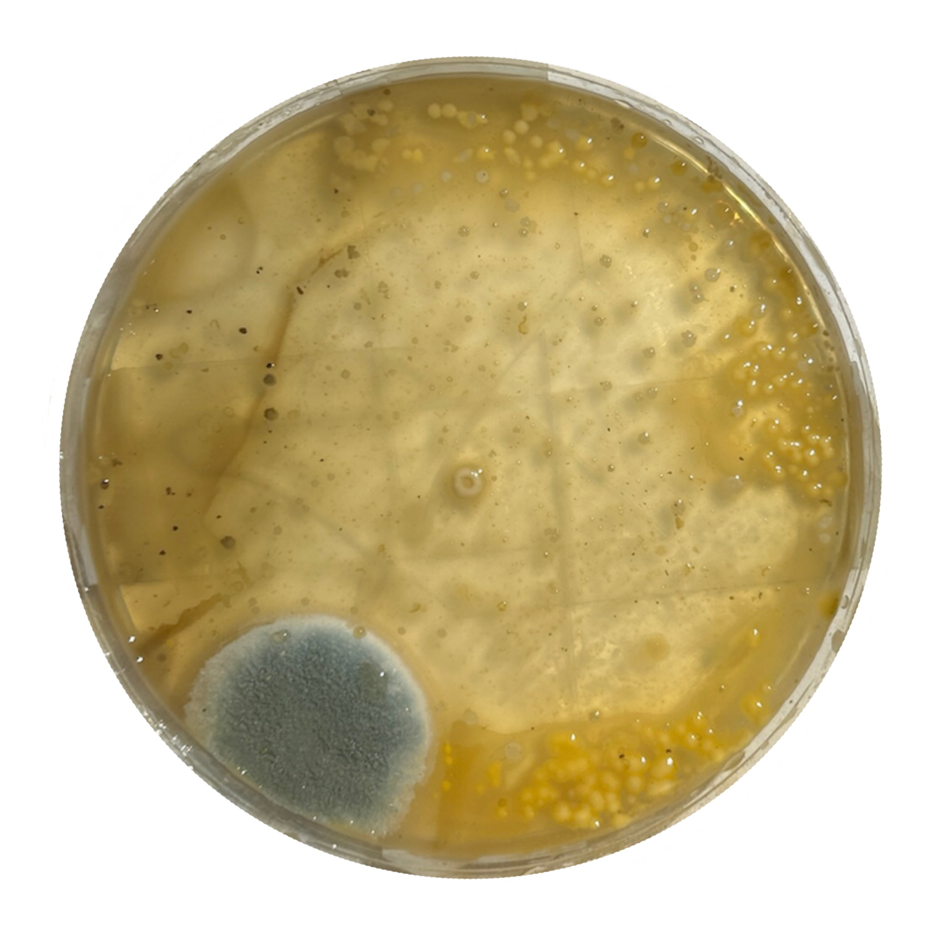 George's Bacteria