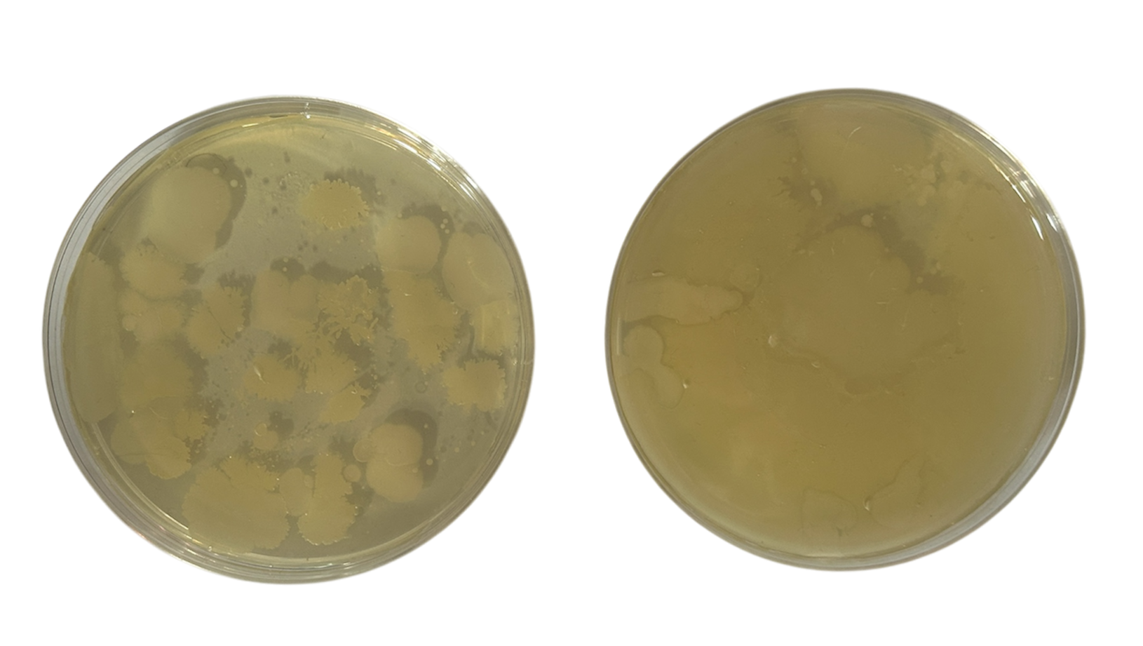 Nutrient Agar