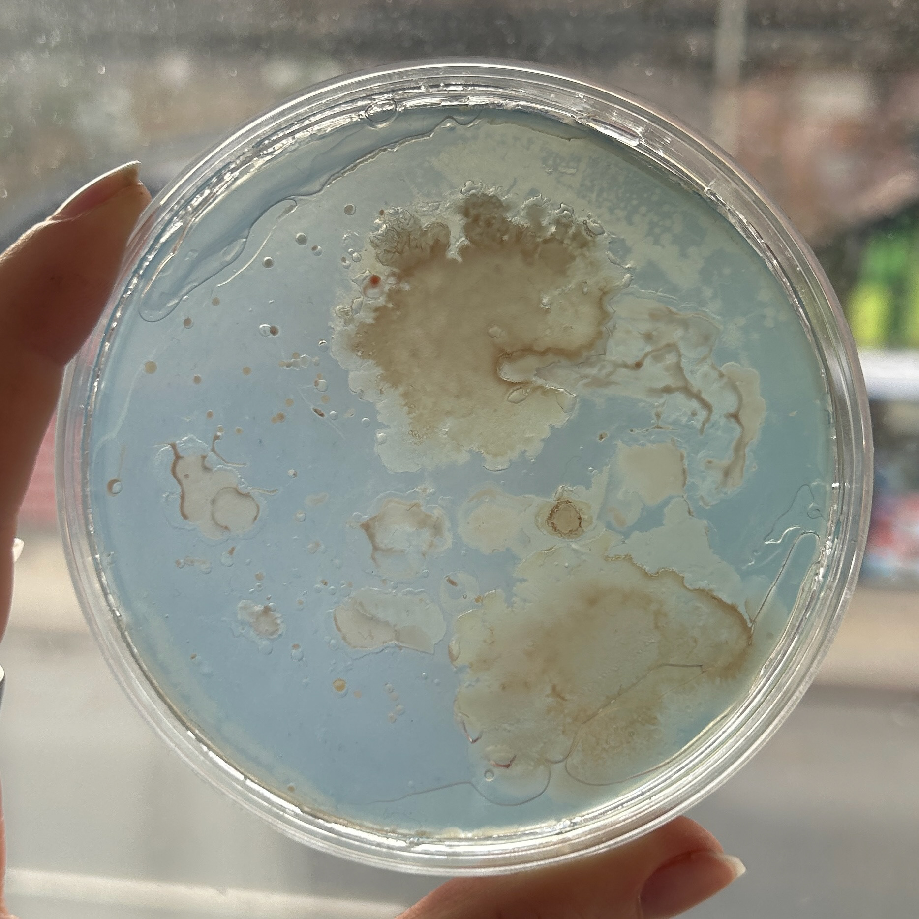Swabbing my jewellery and transferring to agar