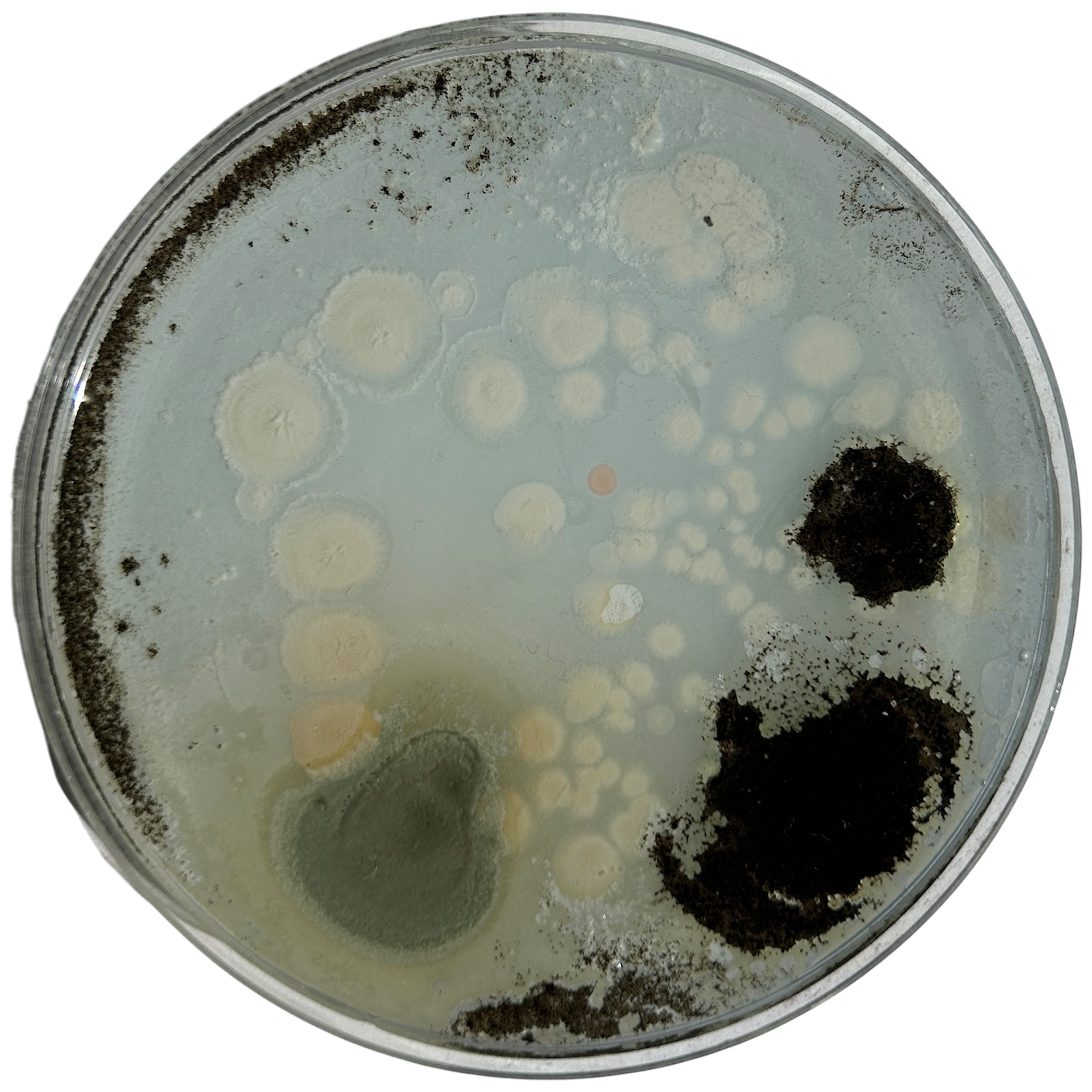 Day 6 - For Context Video