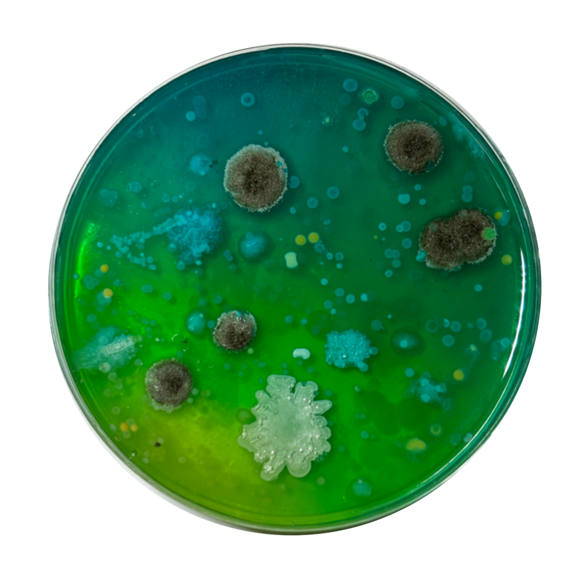 Flat Building - Swab