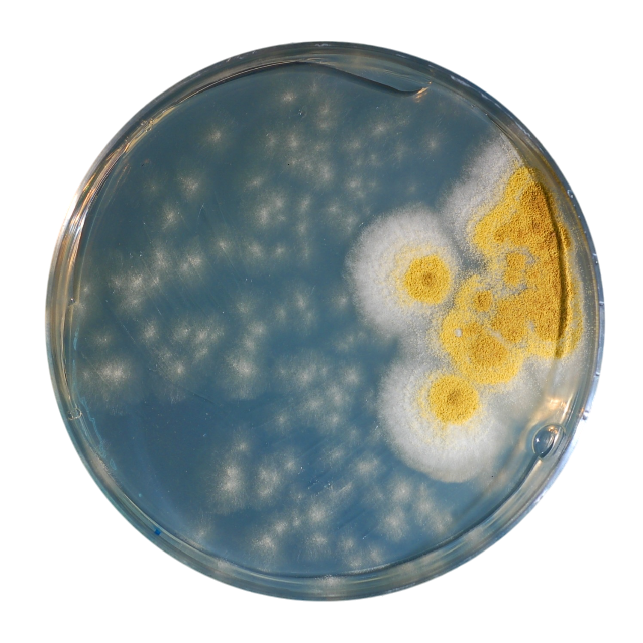 Potato Dextrose Agar