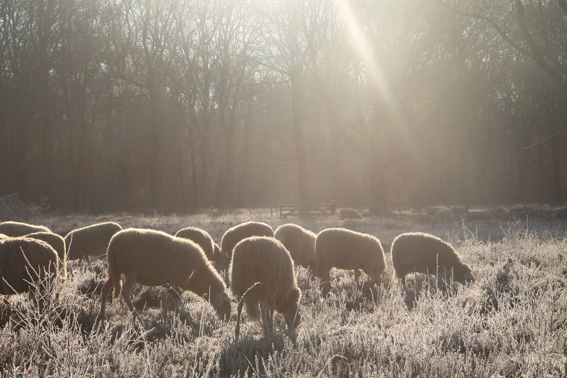 Schapen in tegenlicht (Hoog Buurlo)