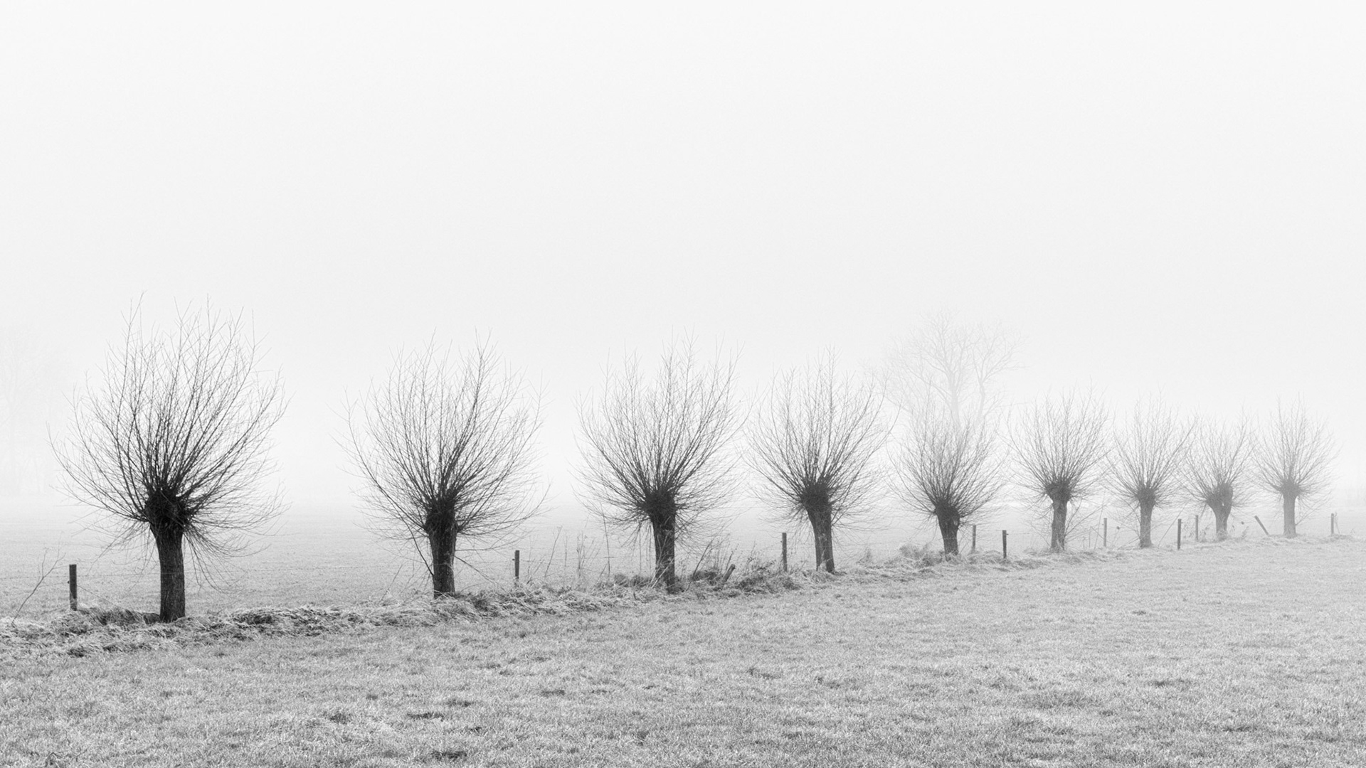 Mist ...