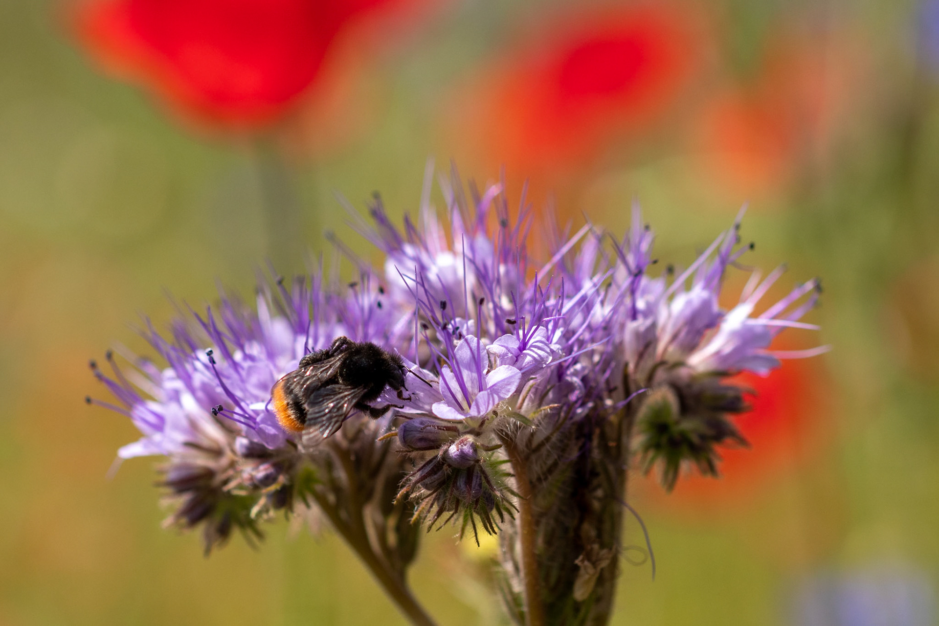 Steenhommel op een Phacelia