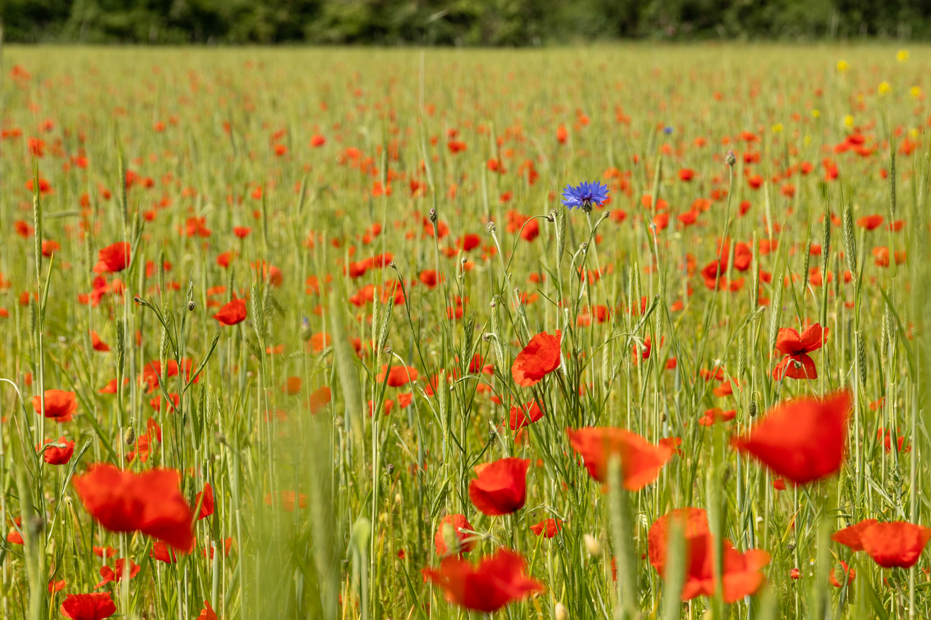 Korenbloem met klaprozen