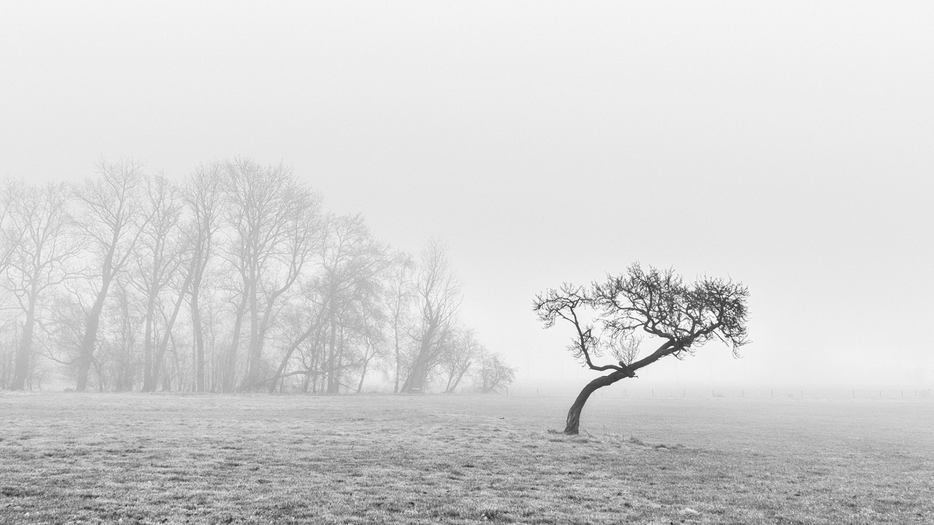 Mist ...
