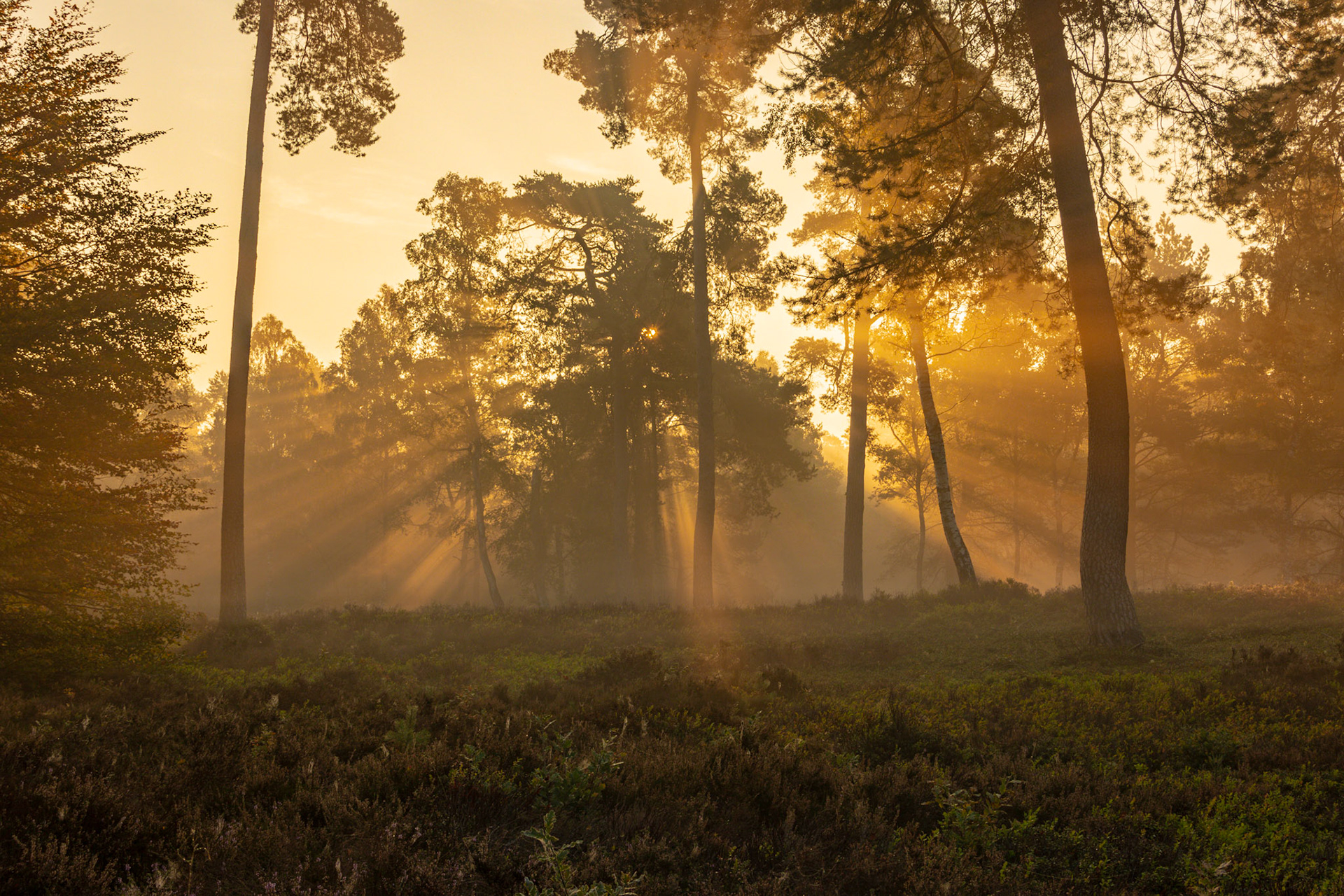Zonsopkomst in het paleispark