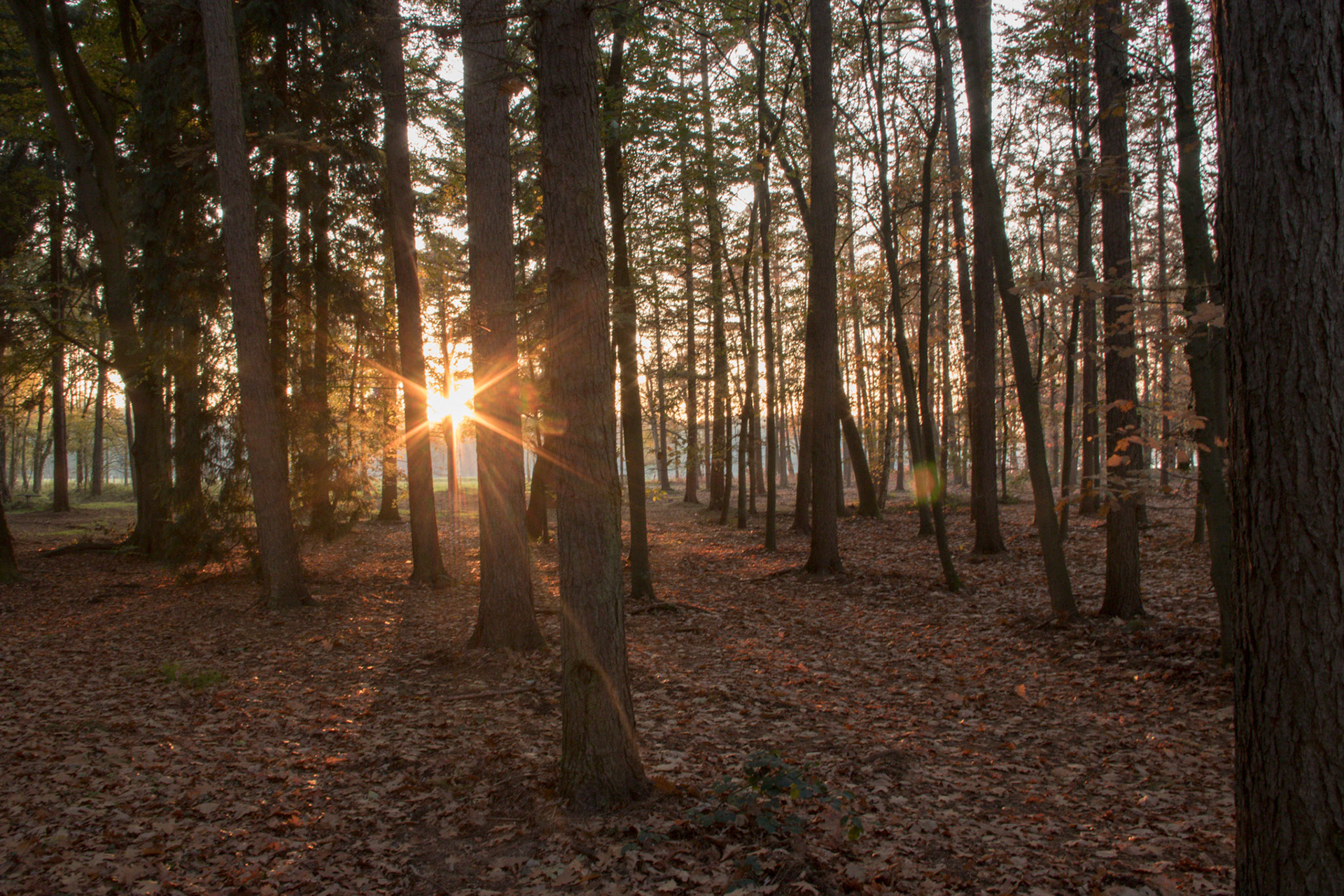 De zon door de bomen (Bussloo)