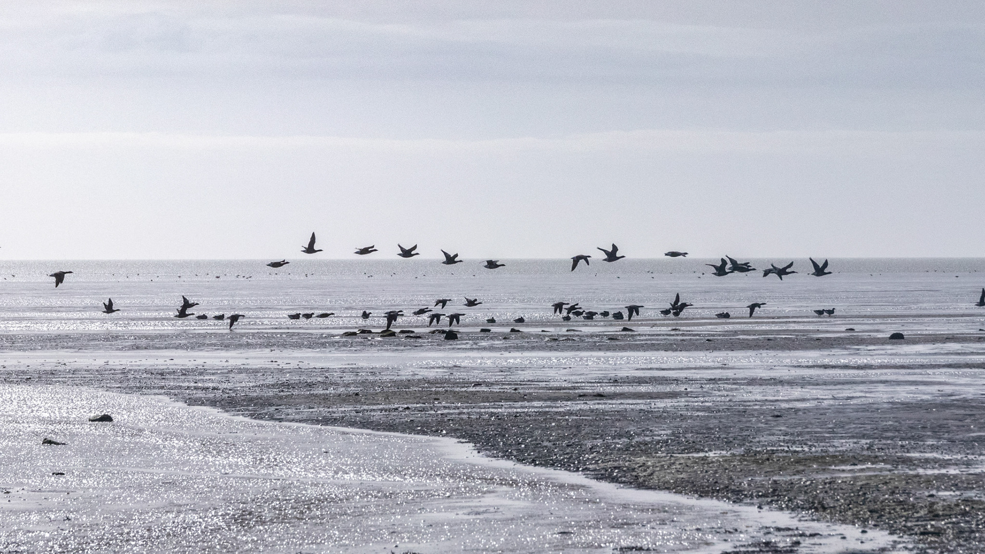 Vogels boven het wad