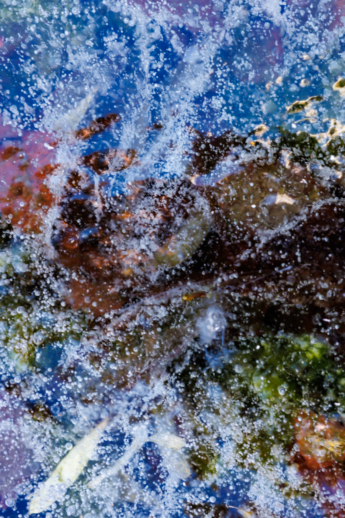 Bobler af frossen impressionisme IV