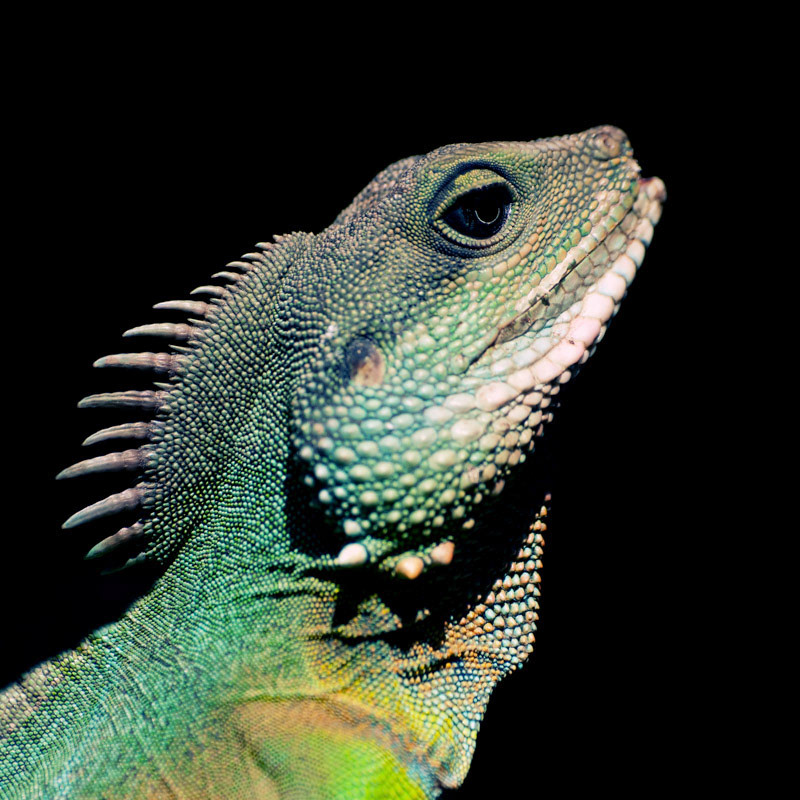 frankfurt-fotoblog.de - Wer ist der Schoenste im ganzen Land?