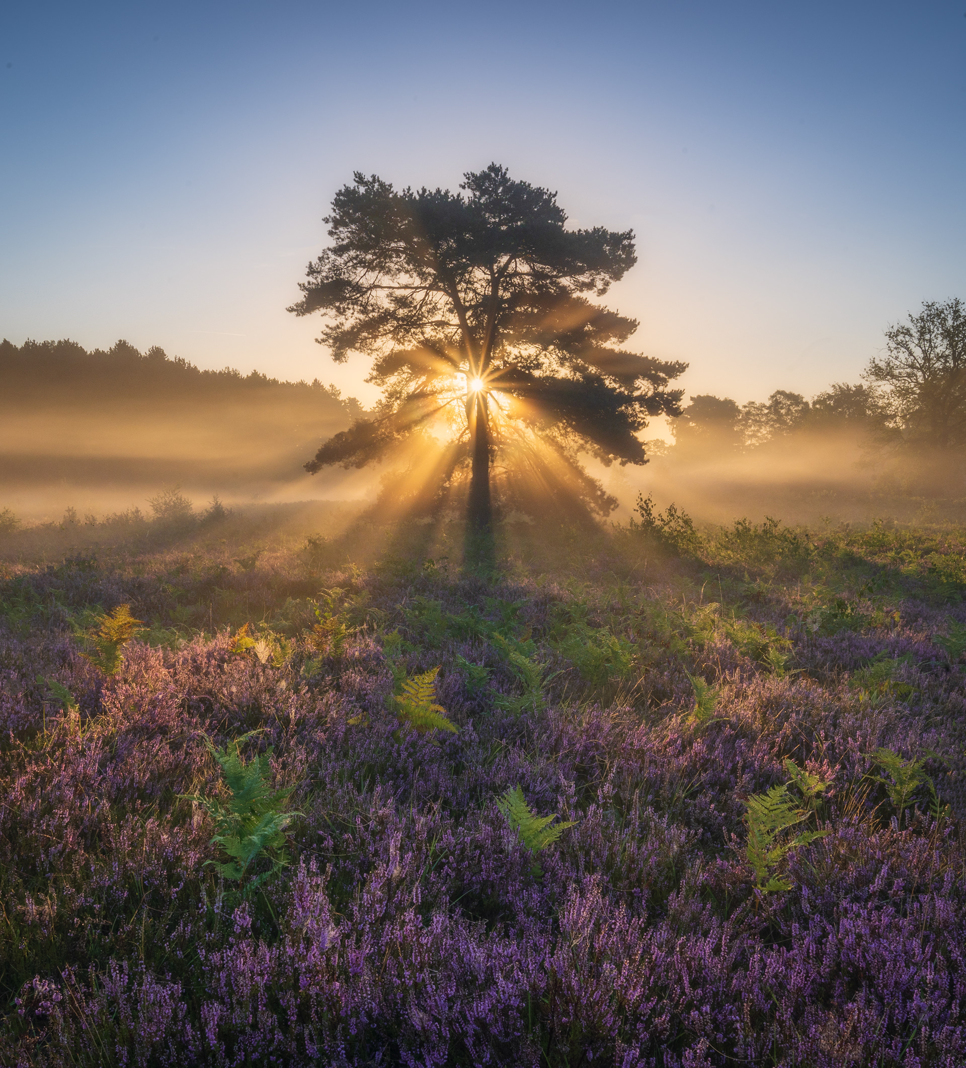 The Netherlands