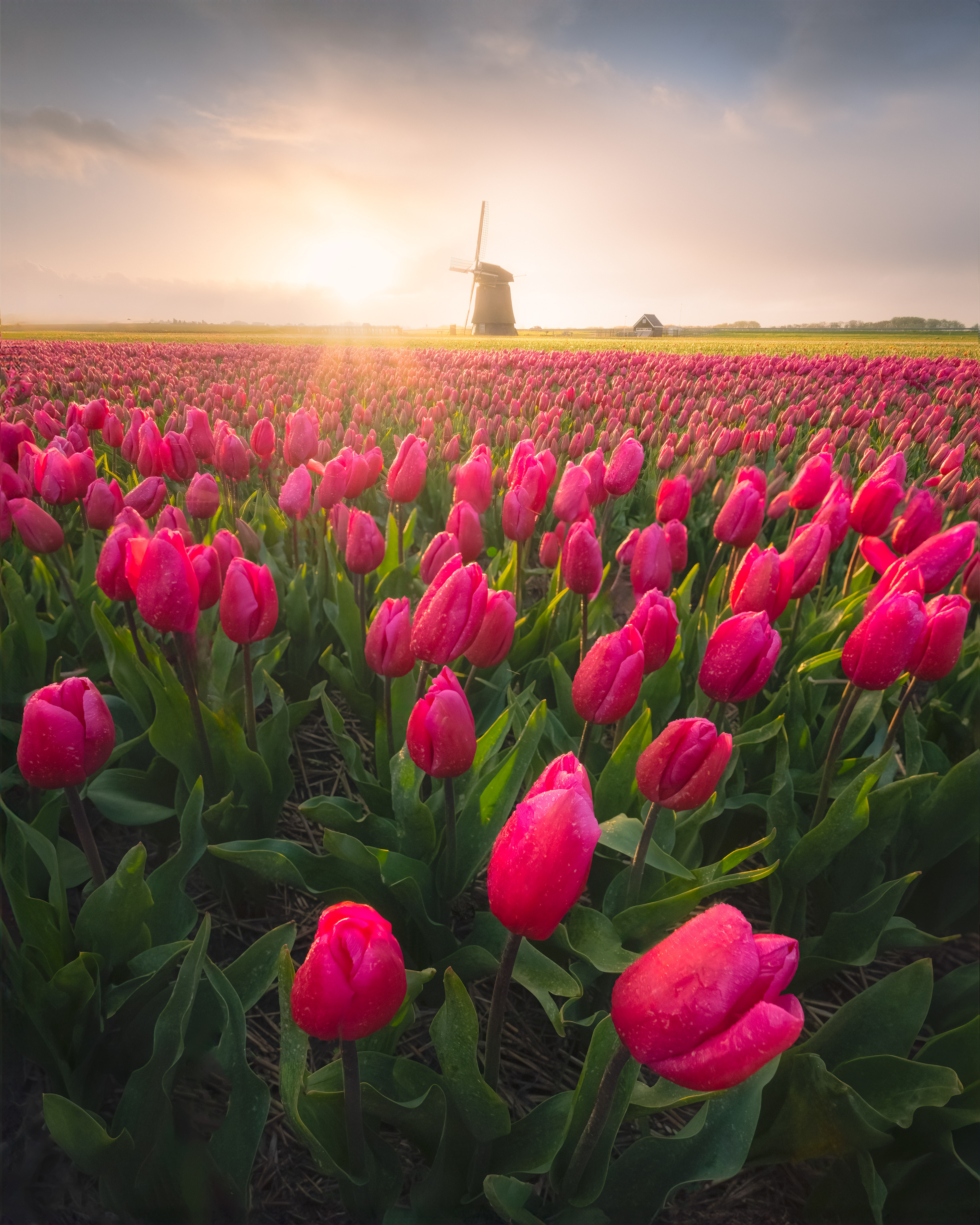 The Netherlands