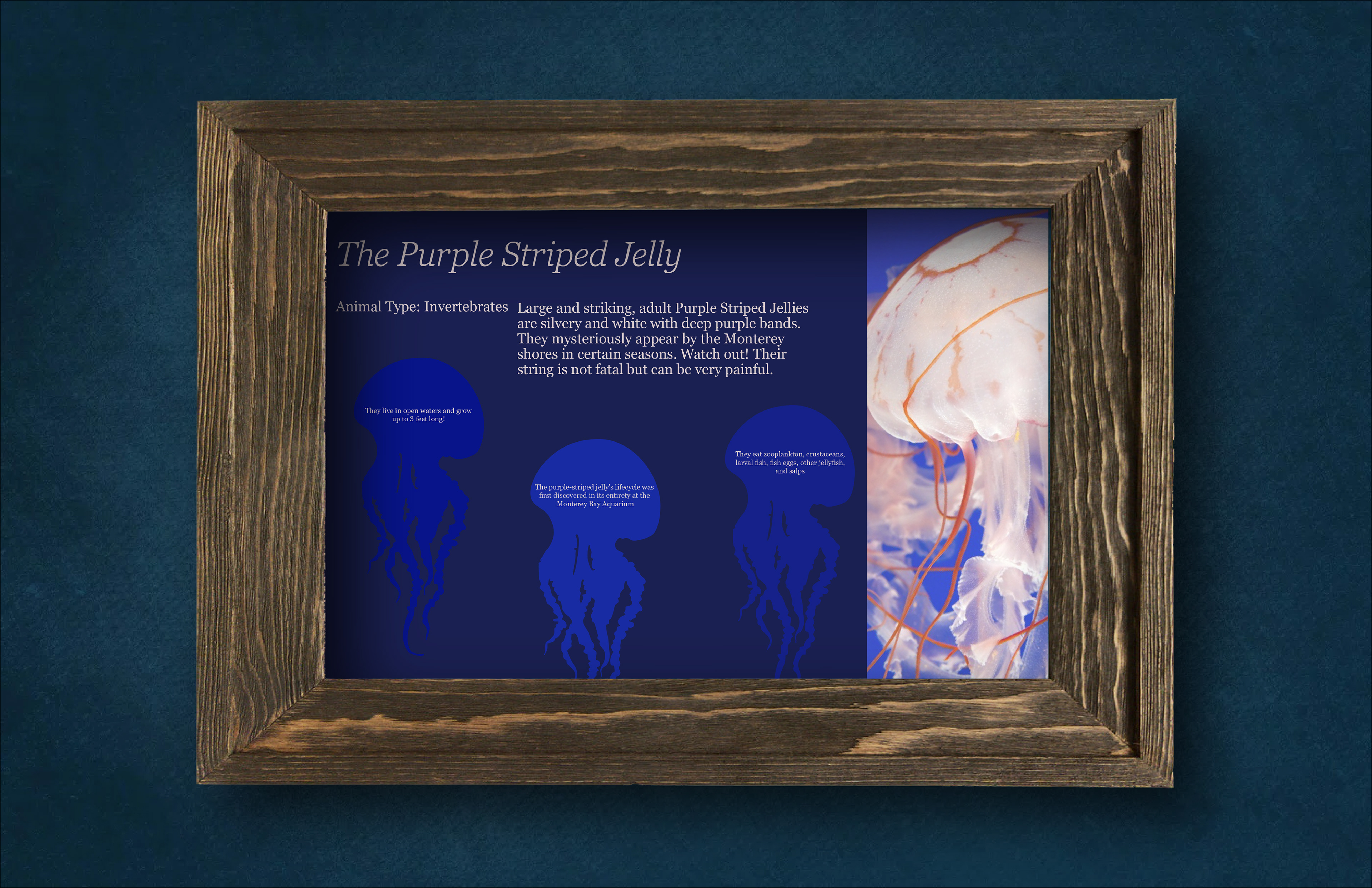 Infographic for Monterey Bay Aquarium