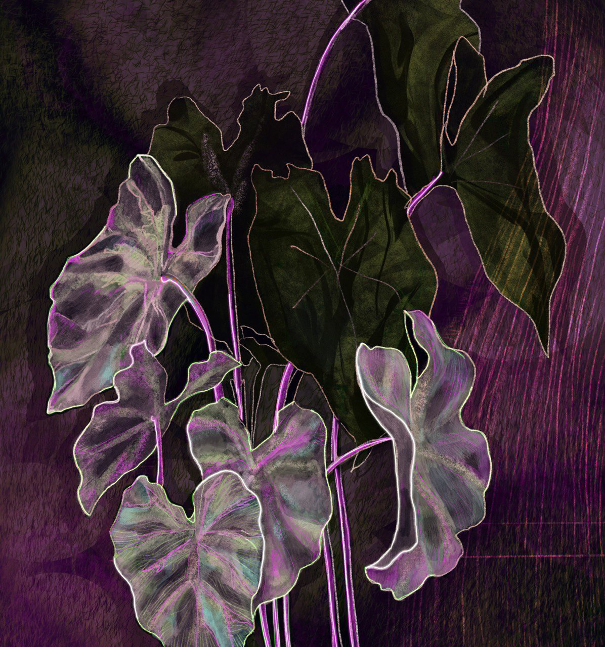Monstera
