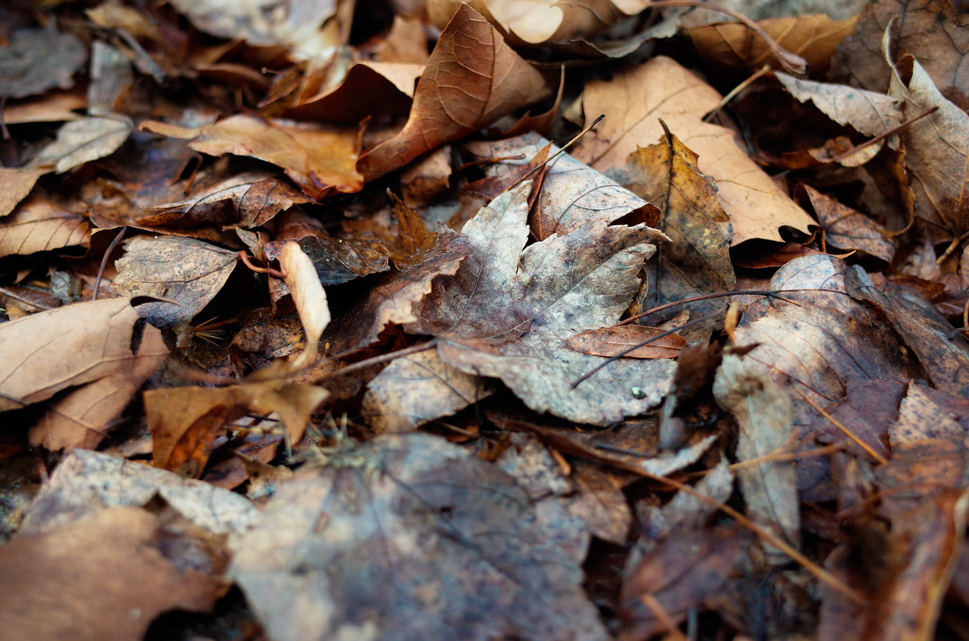 Dead Leaves and the Dirty Ground