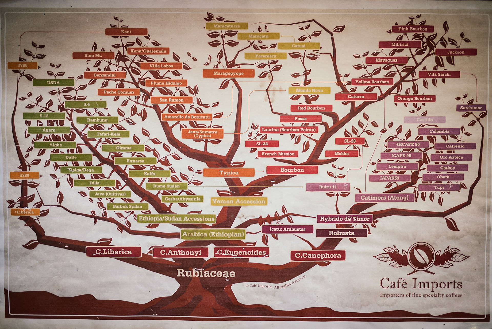 Apparently there are more coffee types than just Arabica & Robusta. Who knew!