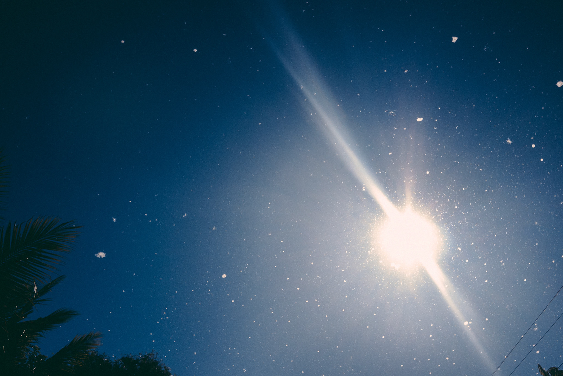 While it never snows in the coastal areas of Guatemala, the blooming trees make a good imitation.