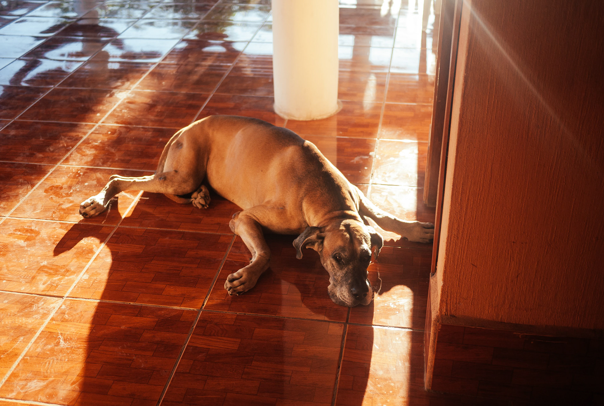 Nathan's Great Dane, Gus, bravely guarding access to the Kingdom Hall.
