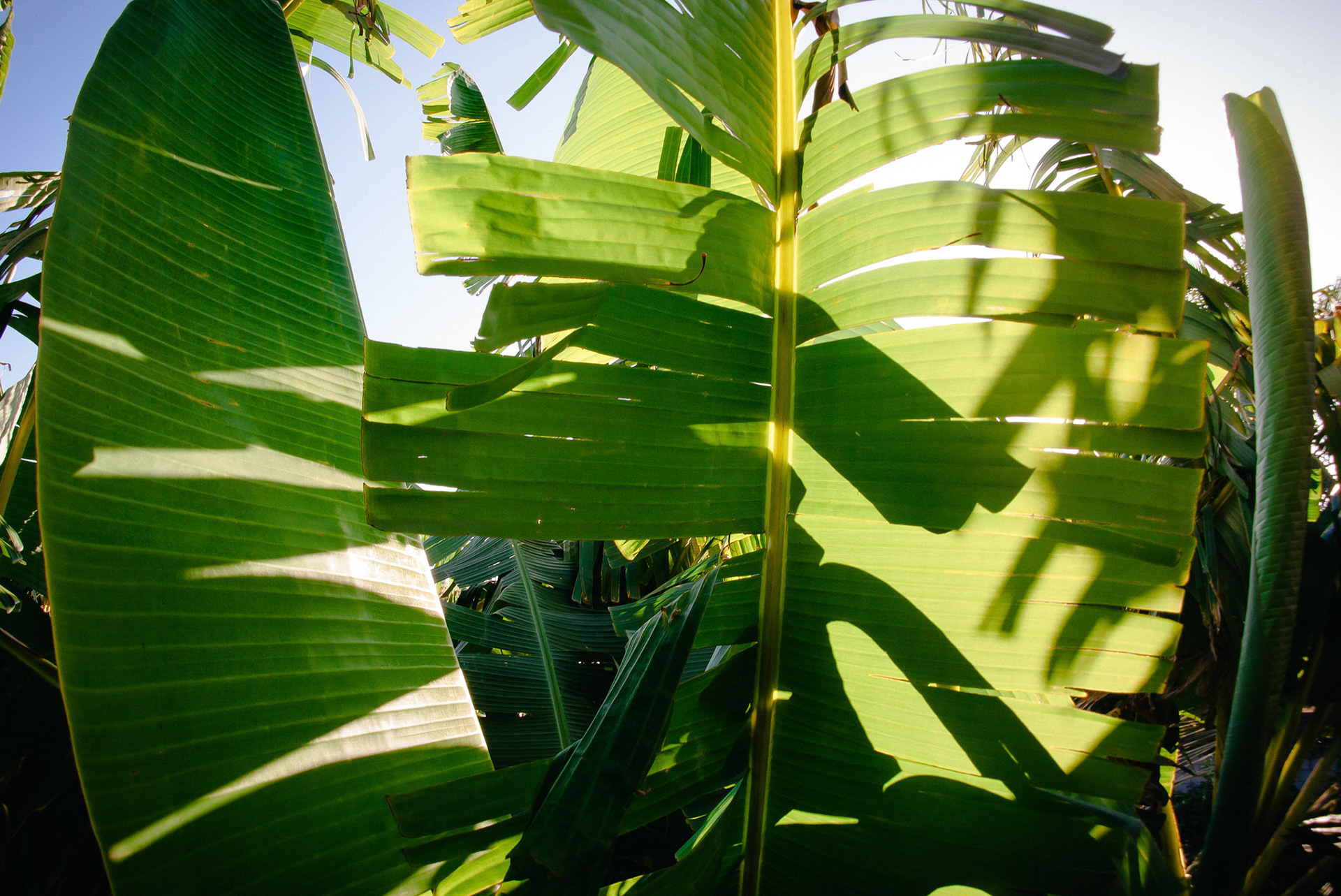All manner of trees and plants surround the Casa del Shaw.