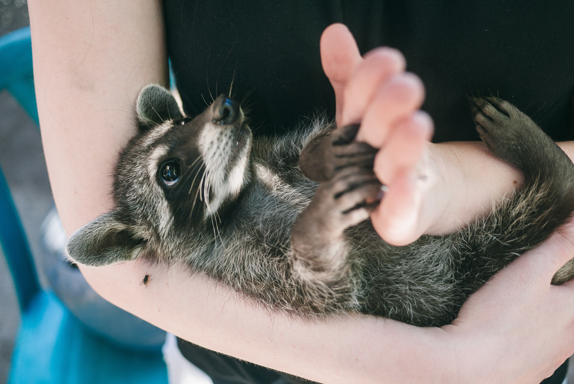 If you don't get to hold a baby racoon in field service, you might not be in Guatemala.
