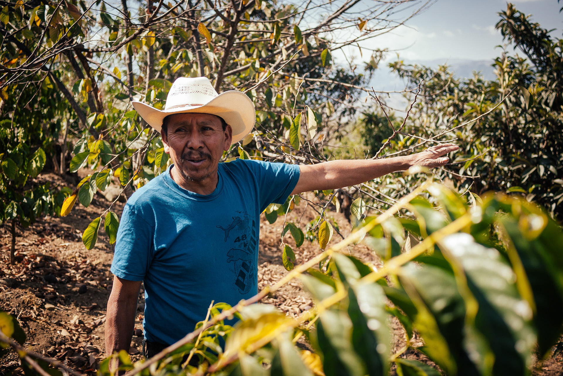 "See all those coffee beans? Start picking!"
