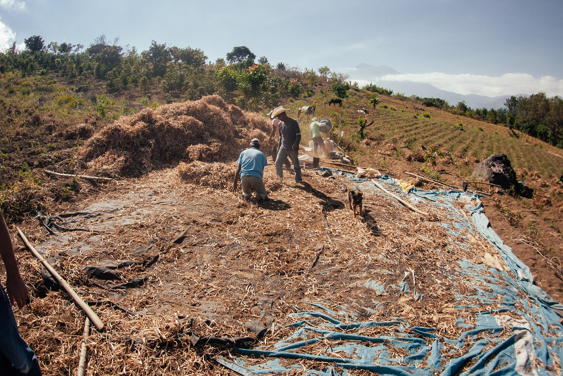 The farmer's sons beating the bean crops.