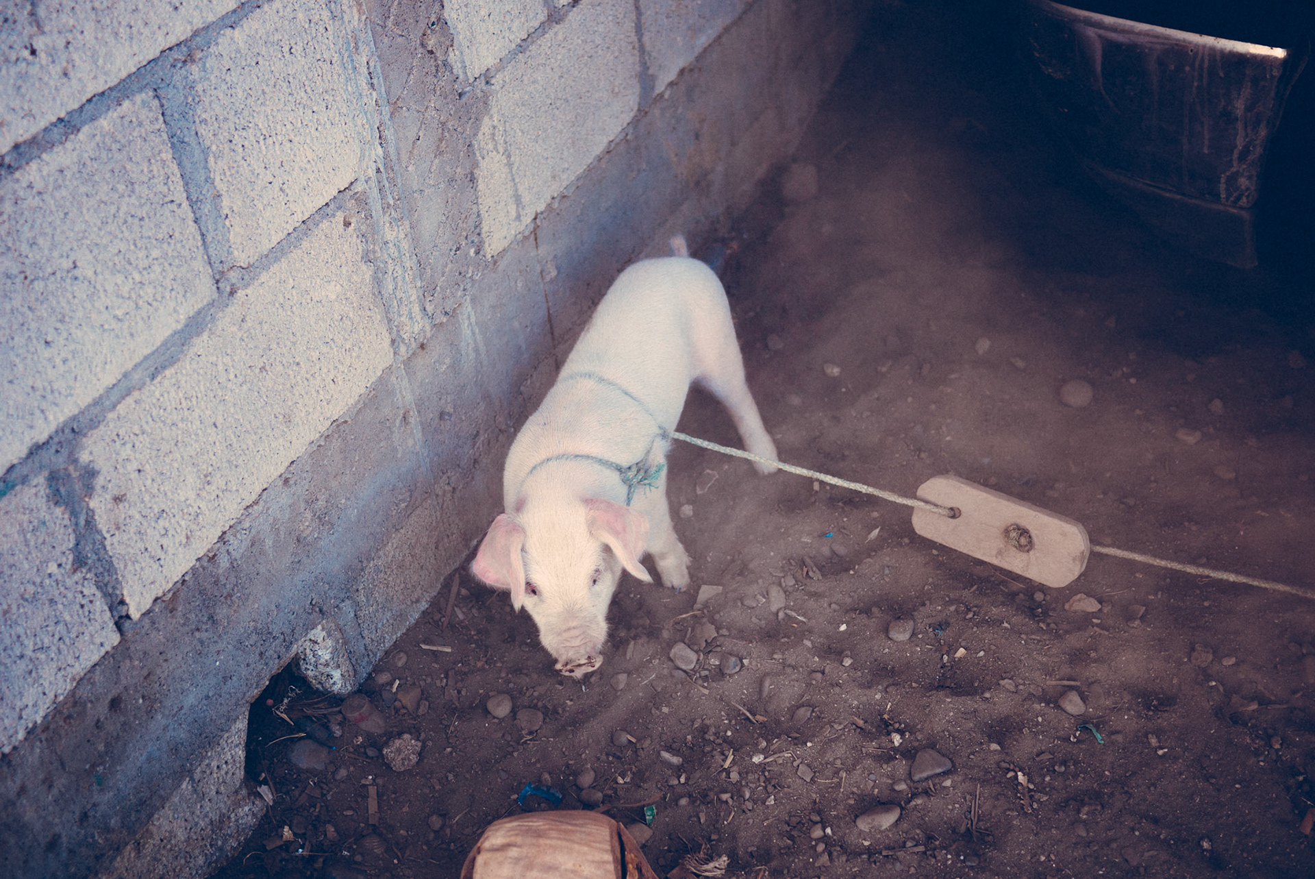 One of the Cerditos who didn't much like us parking on top of him.